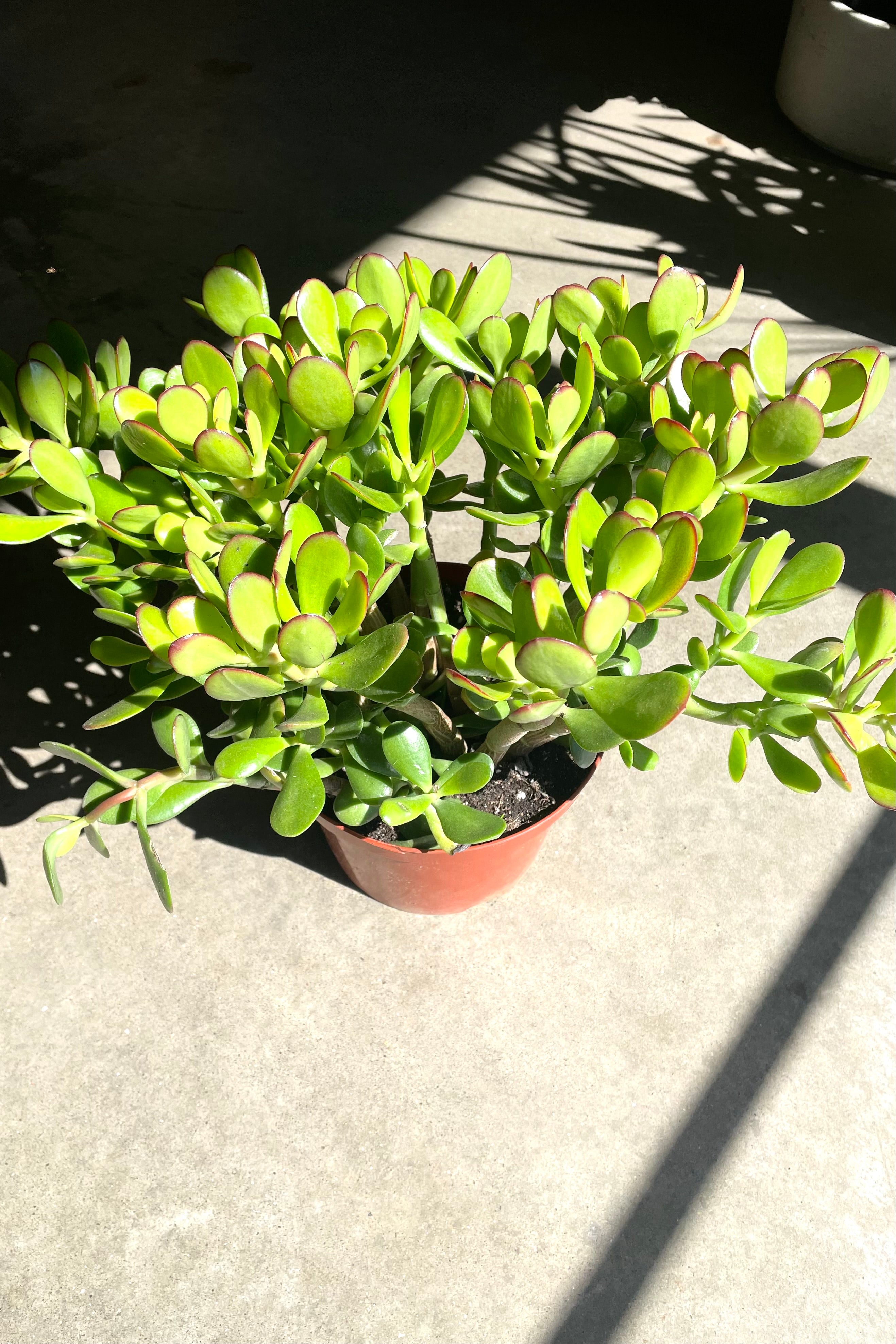 Crassula Ovata 'Hobbit' Jade Plant - 8 Inch Succulent for Home Decor, Office Desk, and Gift Giving