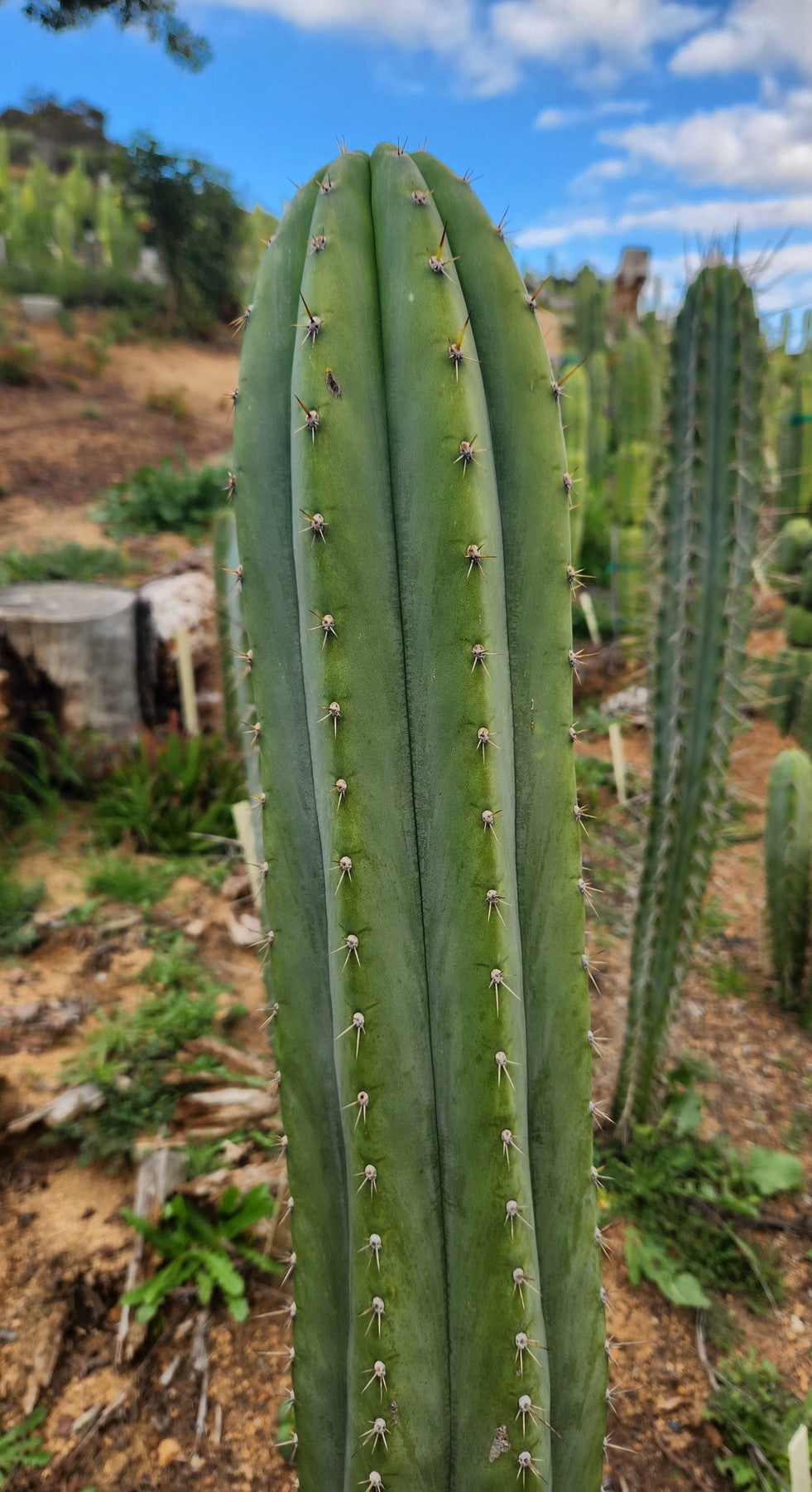 EC305 EXACT Trichocereus Pachanoi Mt. Geronimo Cactus Cutting 7-8 Inches - Rare San Pedro Cactus for Gardening, Landscaping & Spiritual Ceremonies