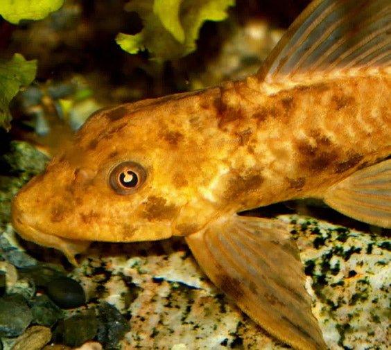 Golden Plecostomus (Hypostomus plecostomus) - Tropical Algae Eater Fish for Freshwater Aquariums | Perfect for Planted Tanks & Community Fish Tanks