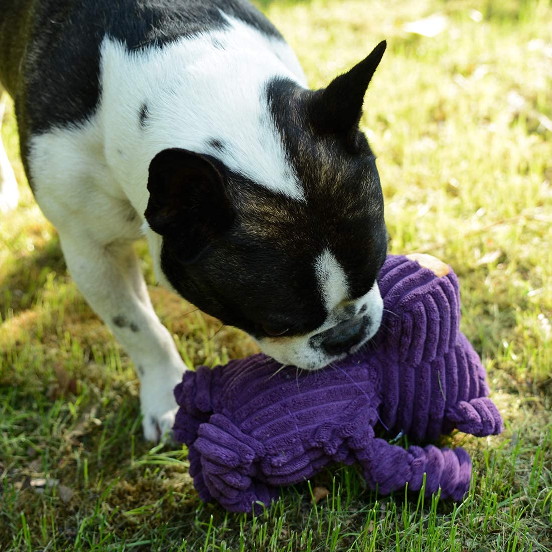 Durable Squeaky Plush Dog Toys - Super Soft Chew Toys for Small & Medium Dogs | Fun Interactive Play for Puppies & Adult Dogs | Perfect for Indoor Playtime, Training Rewards & Cuddle Time