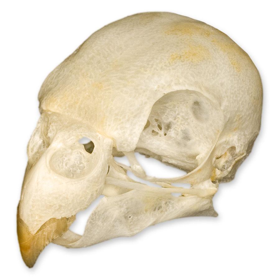 Real Parakeet Skull - Authentic Bird Skull Specimen for Taxidermy, Science Education & Oddity Collectors | Perfect for Gothic Decor, Biology Classrooms & Curio Cabinets