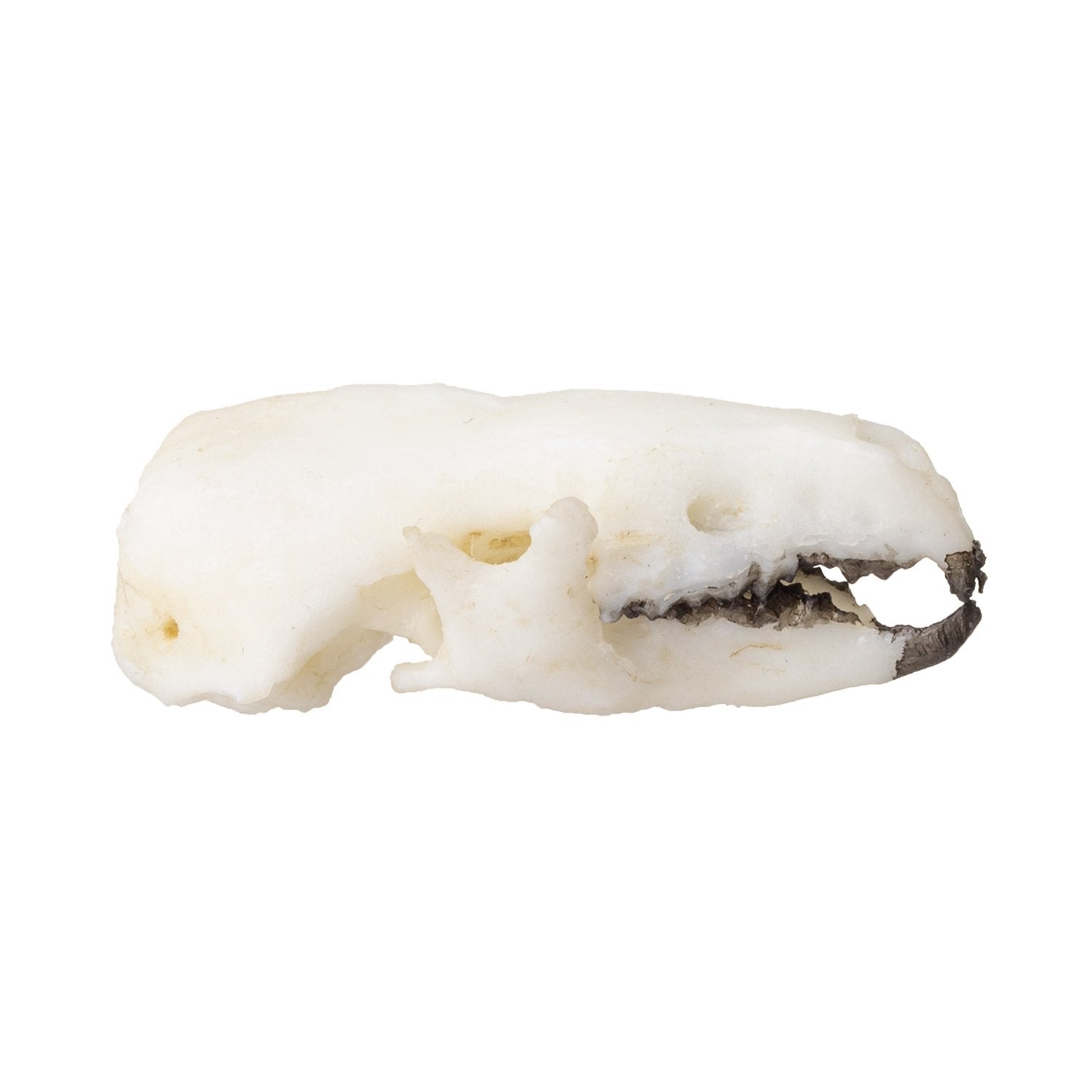 Authentic Replica Northern Short-Tailed Shrew Skull - High-Quality Scientific Specimen for Education, Research & Taxidermy - Perfect for Biology Classrooms, Nature Collections & Halloween Decor