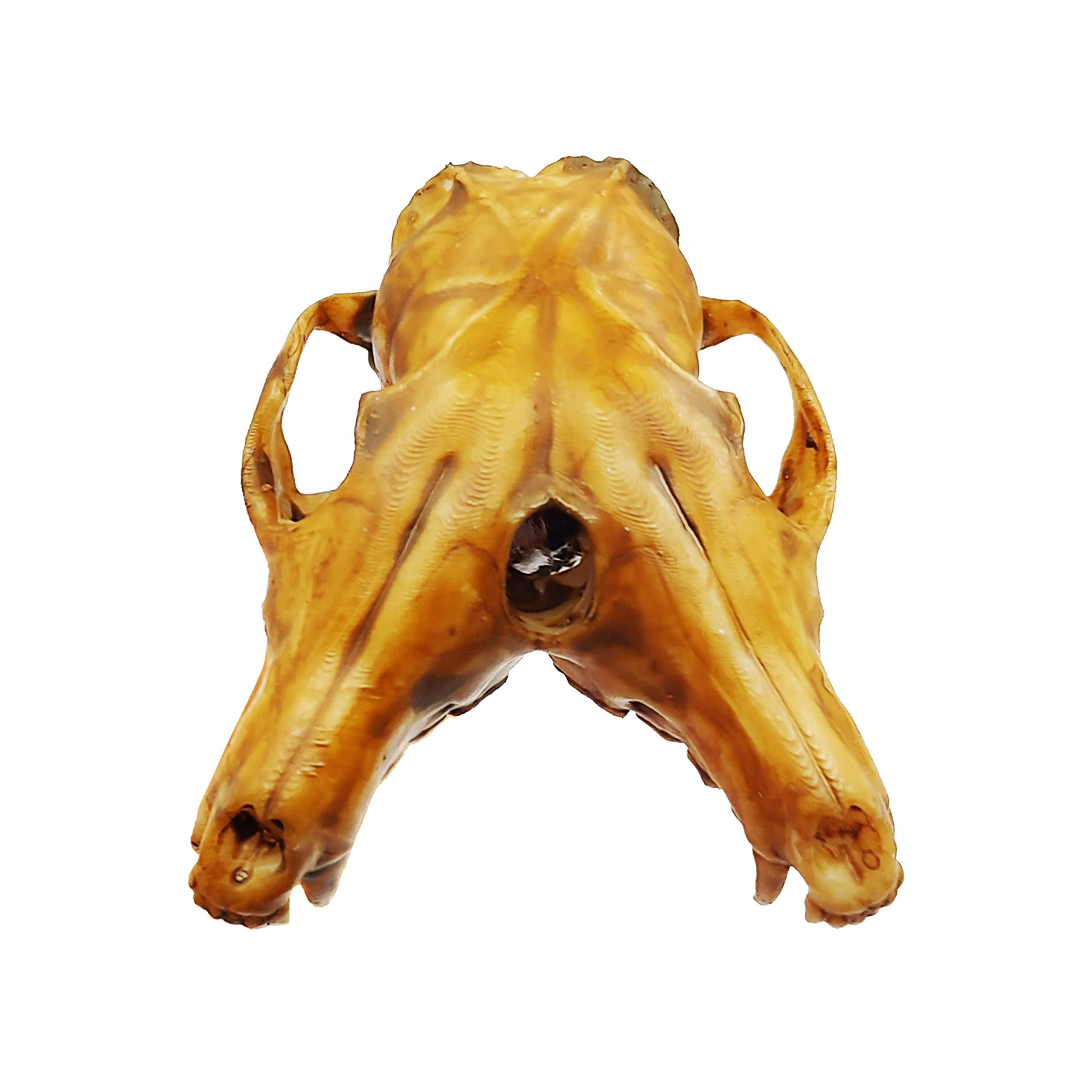 1:6 Scale Fox Conjoined Skull Miniature Replica - Aged Finish for Dollhouse, Diorama & Gothic Decor | Perfect for Halloween Displays, Dark Academia Aesthetics & Oddity Collections