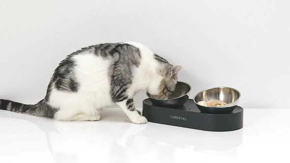 Premium Stainless Steel Cat Bowl - Non-Slip Nano Metal Pet Food & Water Dish for Kittens & Adult Cats - Perfect for Home, Travel & Outdoor Use