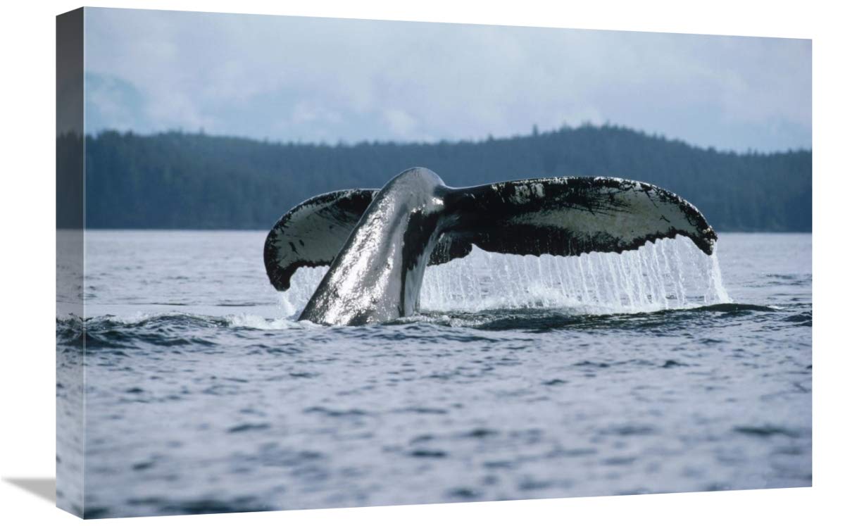 16 x 24 Inch Humpback Whale Tail Wall Art Print - Stunning Alaska Wildlife Photography by Flip Nicklin - Perfect for Living Room, Bedroom or Office Decor