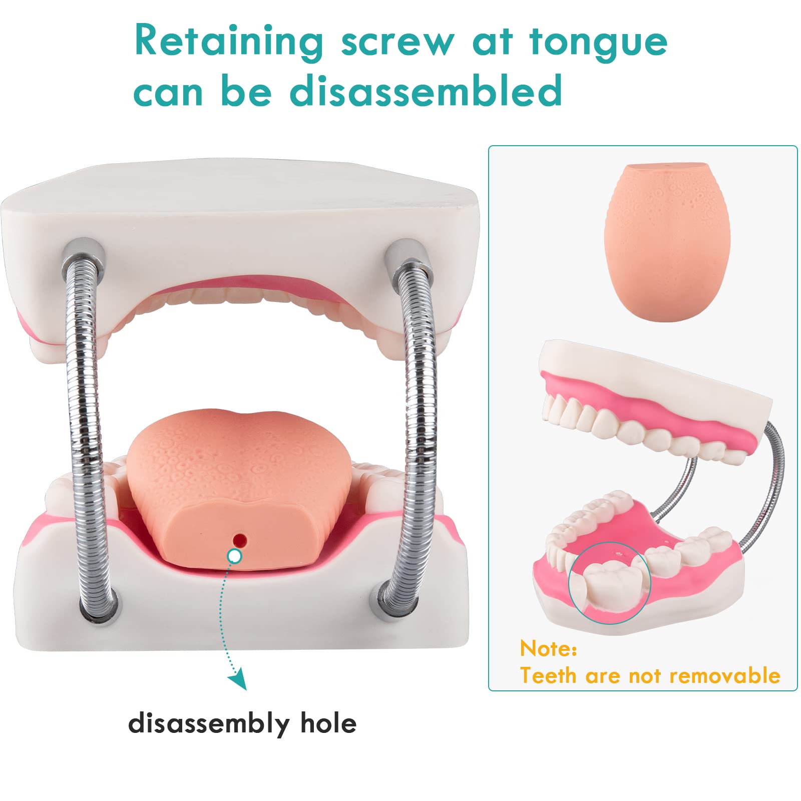 6X Dental Hygiene Teeth Model with Movable Tongue & Denture Toothbrush - Speech Therapy Mouth Model for Dentists & Students - Perfect for Dental Education, Practice & Patient Demonstration