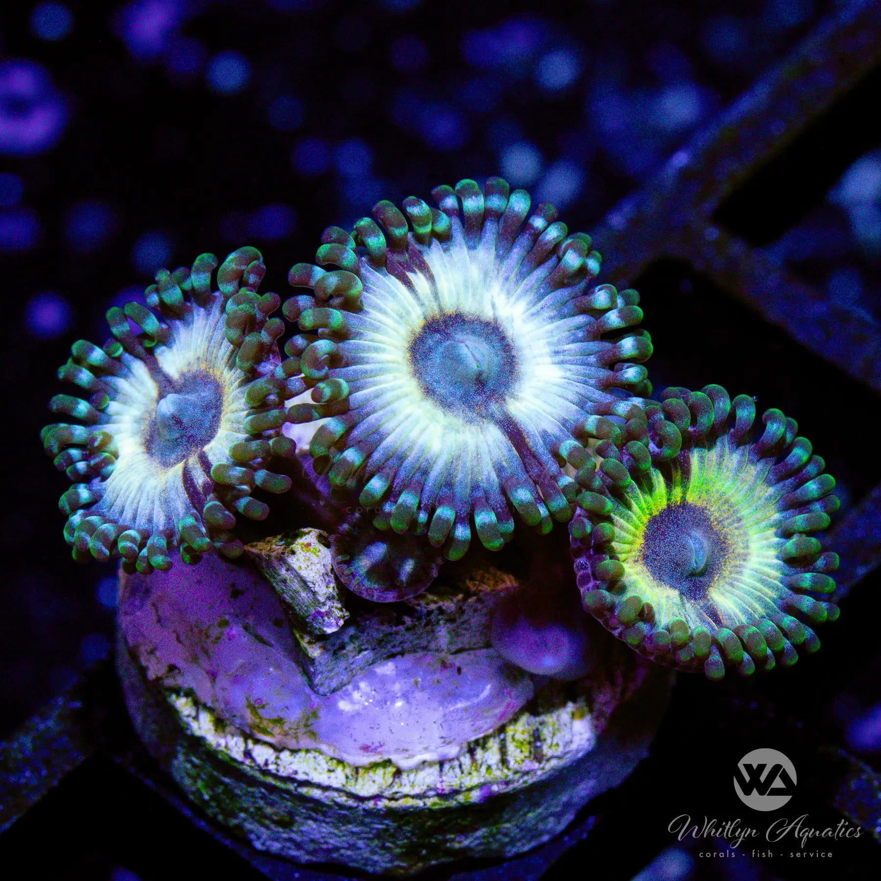 Premium Aquacultured Petroglyph Zoanthid Coral - Vibrant Colors for Saltwater Reef Tanks & Aquascaping