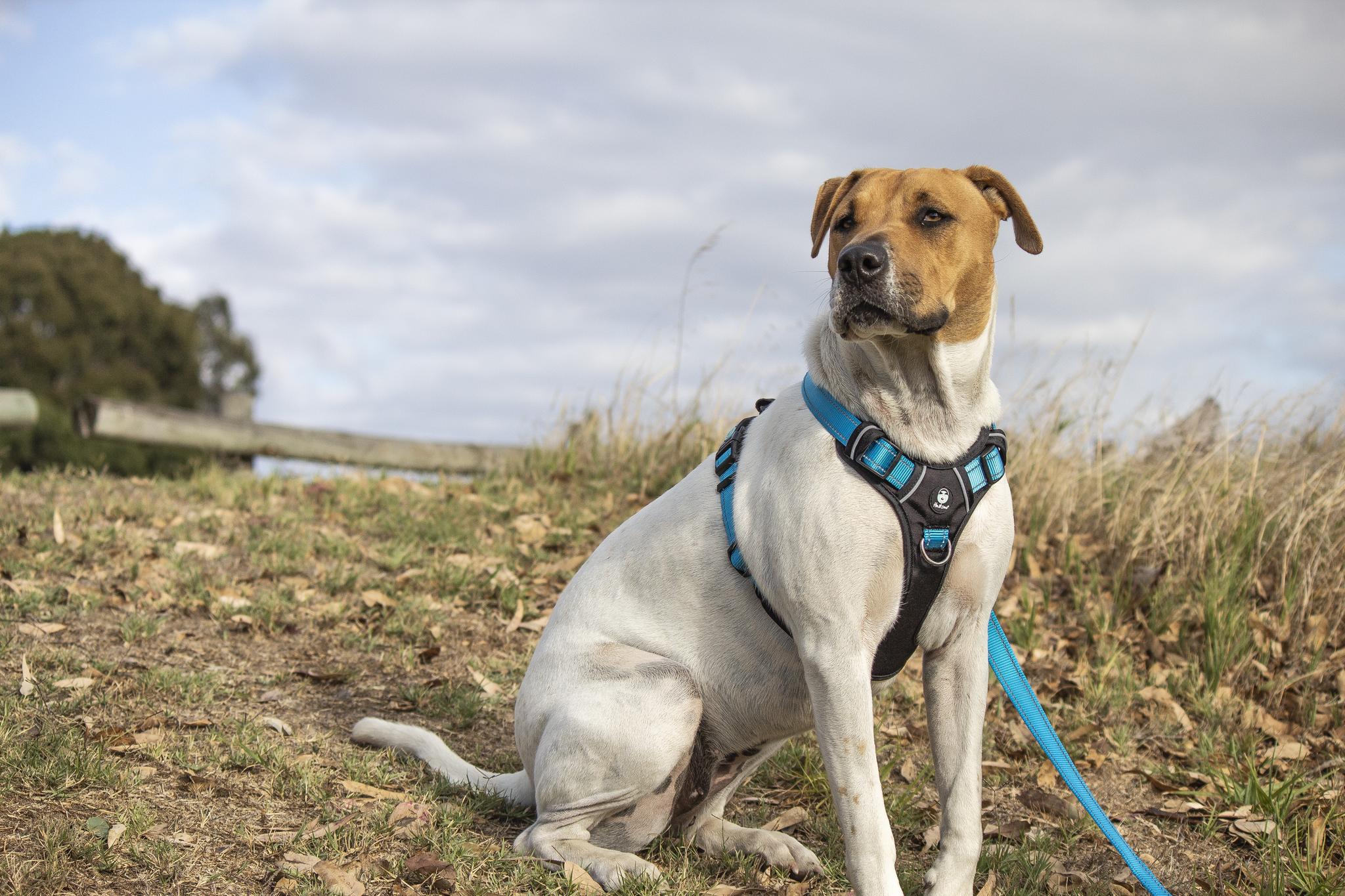 Huskimo Ultimate No-Pull Dog Harness with Padded Vest - Reflective & Adjustable for Medium to Large Dogs - Perfect for Walking, Hiking & Outdoor Adventures at Bells Beach