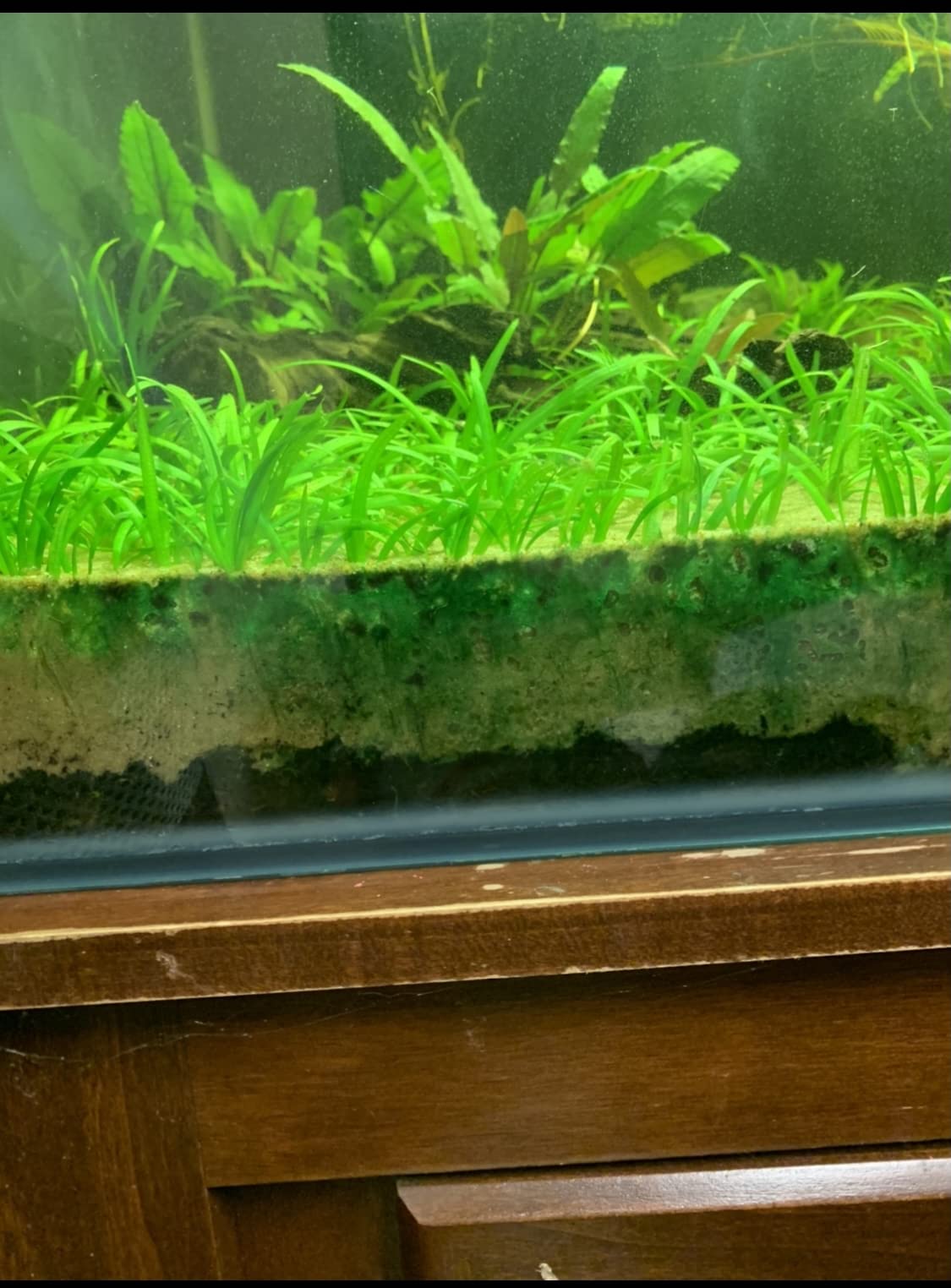 10x Dwarf Sagittaria Subulata Live Aquarium Plants - Freshwater Aquatic Carpeting Plants for Fish Tanks (Buy 2 Get 1 Free) - Perfect for Aquascaping, Foreground Planting & Shrimp Tanks