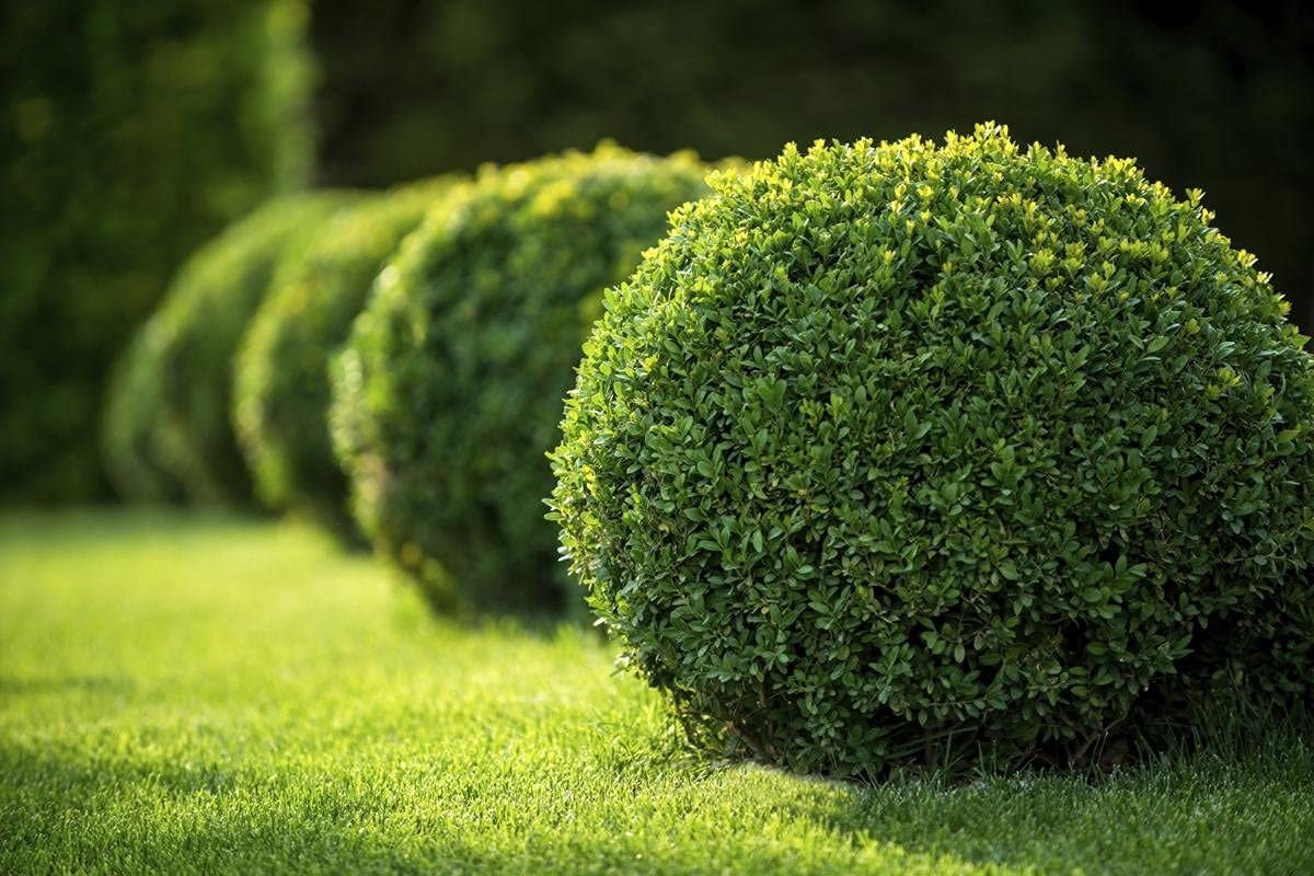 Japanese Boxwood Plants - 10 Live 4 Inch Pots of Buxus Microphylla | Low Maintenance Evergreen Hedge for Landscaping, Garden Borders & Formal Gardens