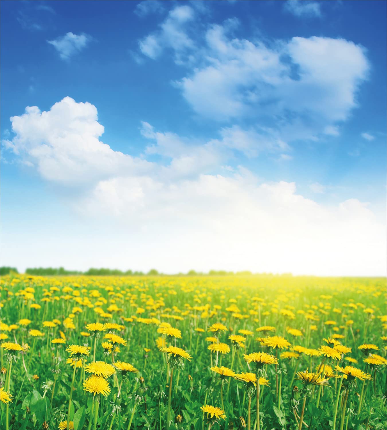 Ambesonne Yellow and Blue Duvet Cover Set - Summer Daisy Flower Field Design, Refreshing Grassland Theme, 2-Piece Twin Size Bedding Set with 2 Duvet Covers & 2 Pillowcases (Green, Blue, Yellow) - Perfect for Summer Bedrooms, Guest Rooms, and Dorm Decor