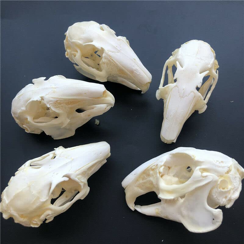 Real Rabbit Skull Taxidermy Specimen - Authentic Animal Bones for Science Education, Home Office Decor & Unique Gift - Perfect for Halloween Decor, Gothic Display & Biology Study (10 Pieces)