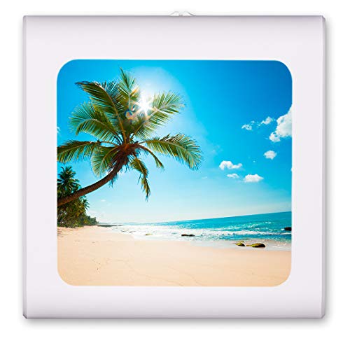 Palm Tree and Beach