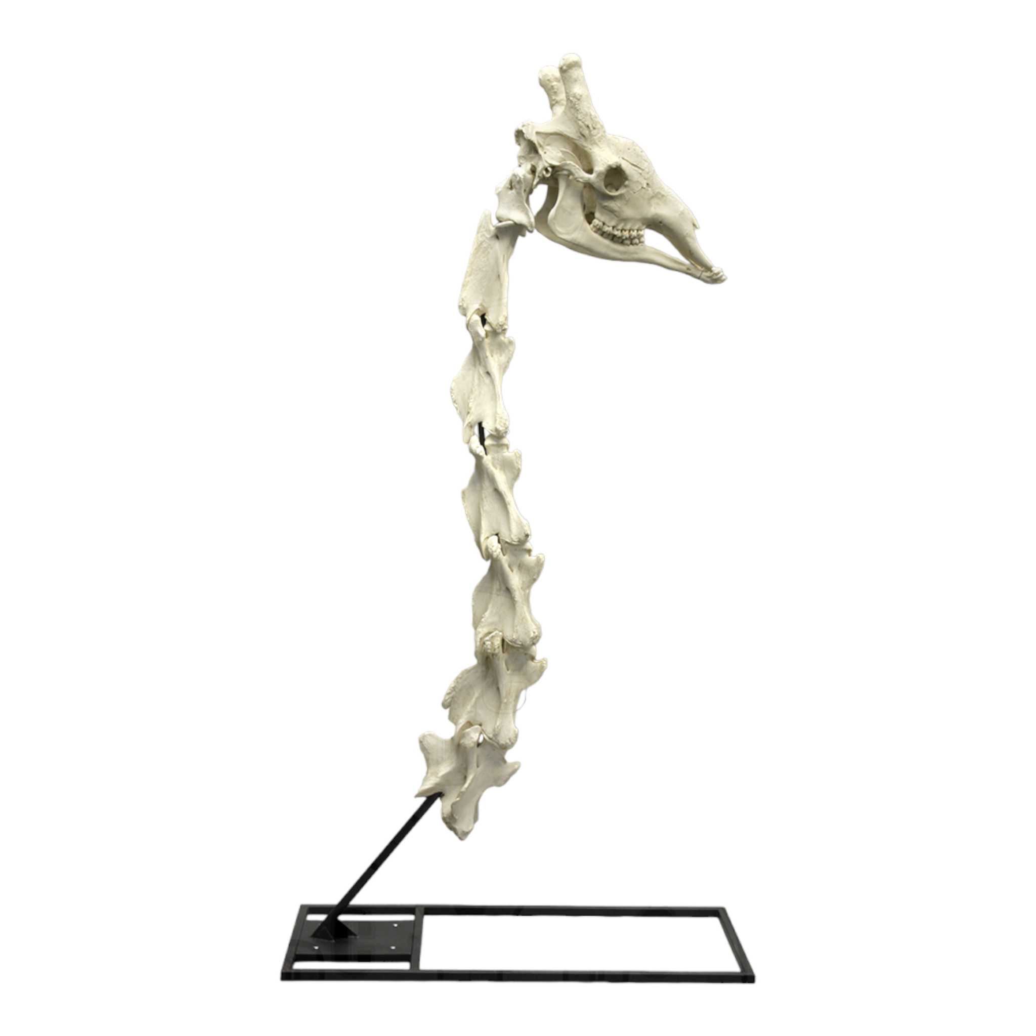 Realistic Giraffe Skull and Neck Vertebrae Replica with Display Stand - Perfect for Home Decor, Classroom Education, and Paleontology Enthusiasts