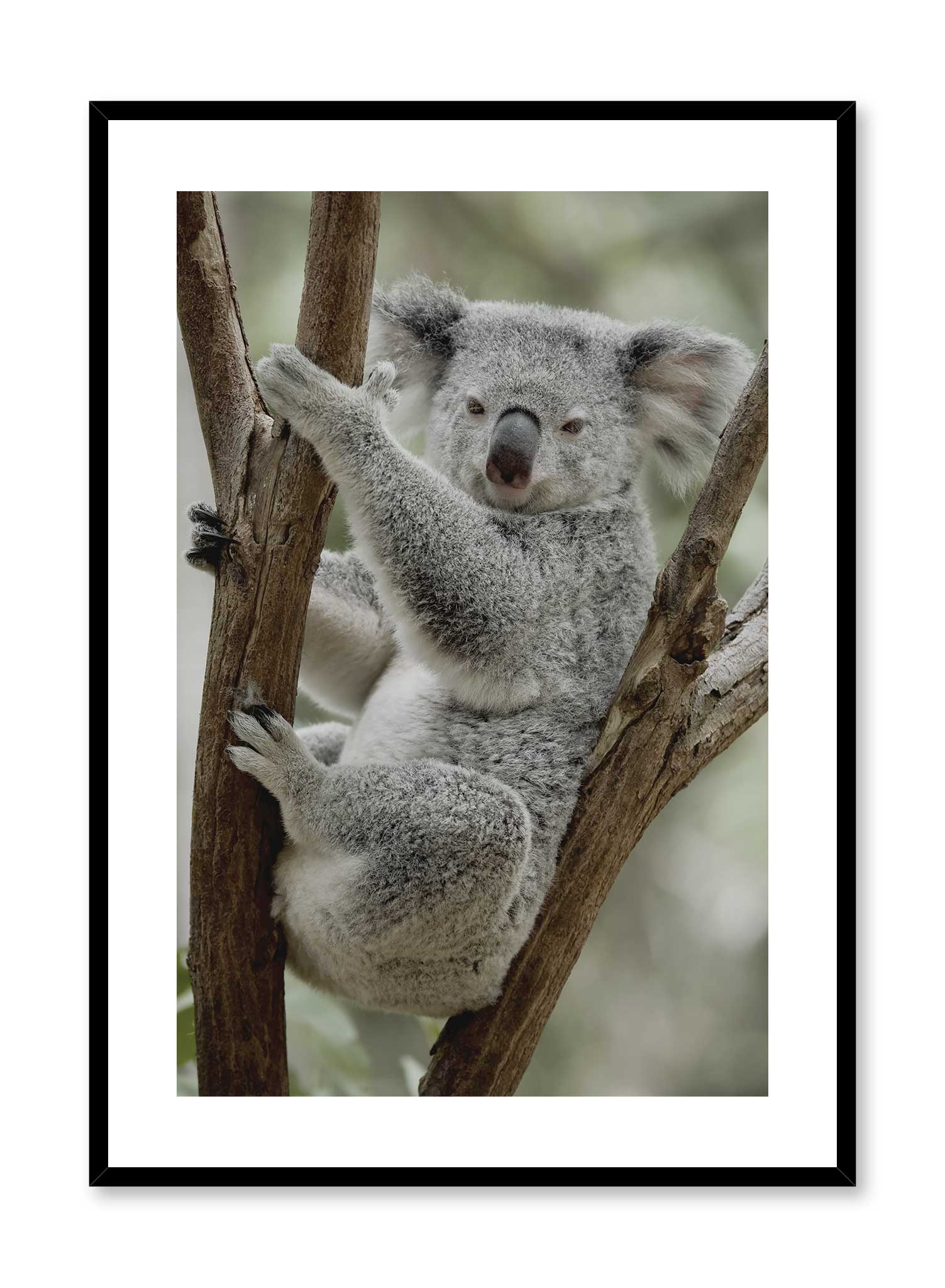 Koala Fied Wall Art Poster - Cute Koala Decor for Nursery, Kids Room, Office & Home - Perfect Gift for Animal Lovers & Nature Enthusiasts
