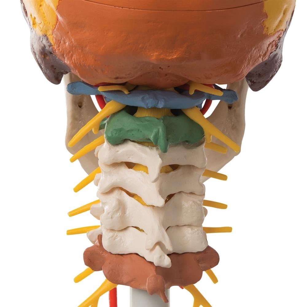 4-Part Didactic Skull Model with Cervical Spine - Human Anatomy Educational Tool for Medical Students & Dentists - Perfect for Classroom Study & Clinical Training