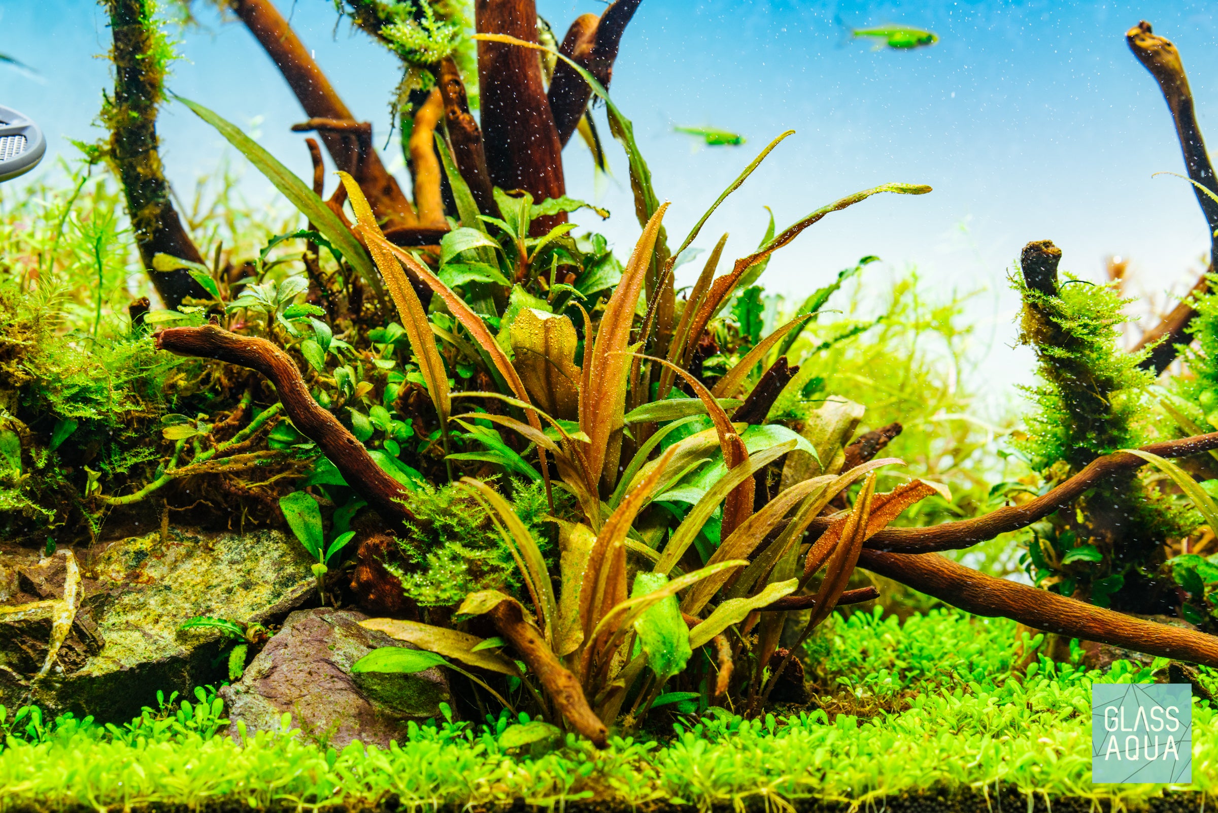 Cryptocoryne Beckettii Petchii Live Aquarium Plant - Easy Care Freshwater Aquatic Plant for Fish Tanks, Aquascaping & Low Light Aquariums