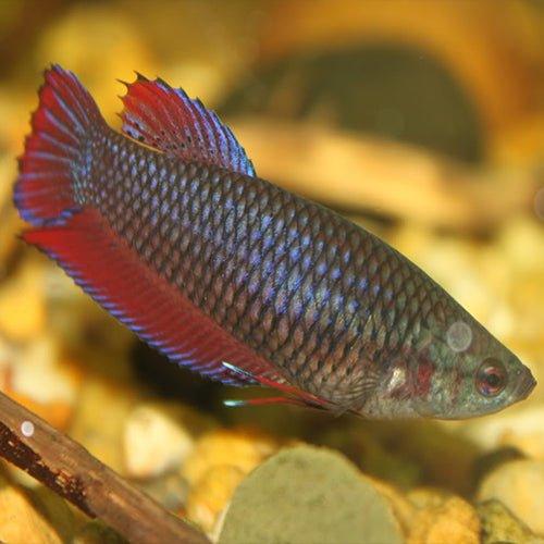 Female Betta Fish (Betta splendens) - Beautiful & Hardy Aquarium Fish for Home & Office Tanks