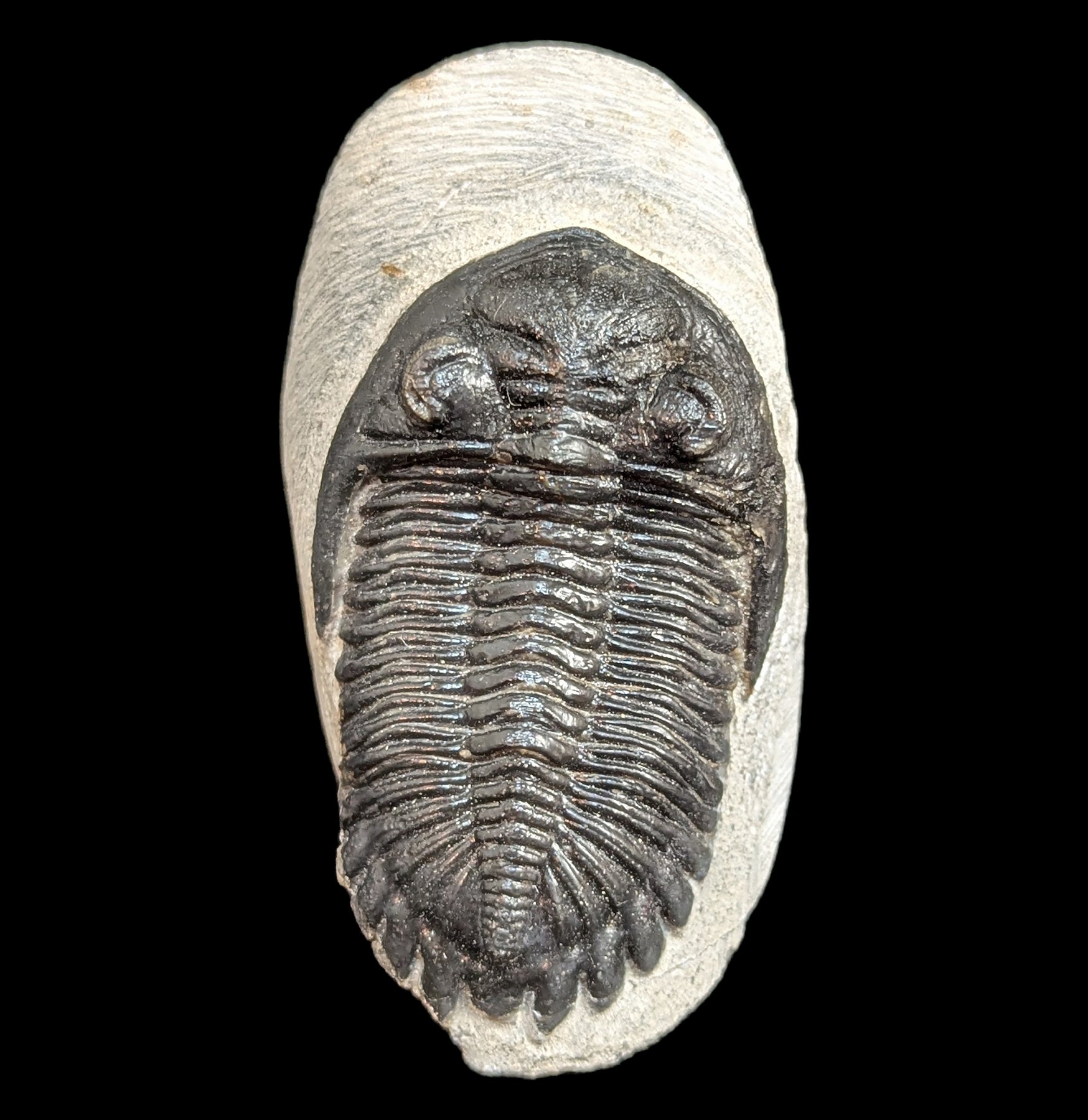 Hollardops Trilobite Fossil in Matrix - Authentic Prehistoric Specimen for Collectors, Education & Home Decor