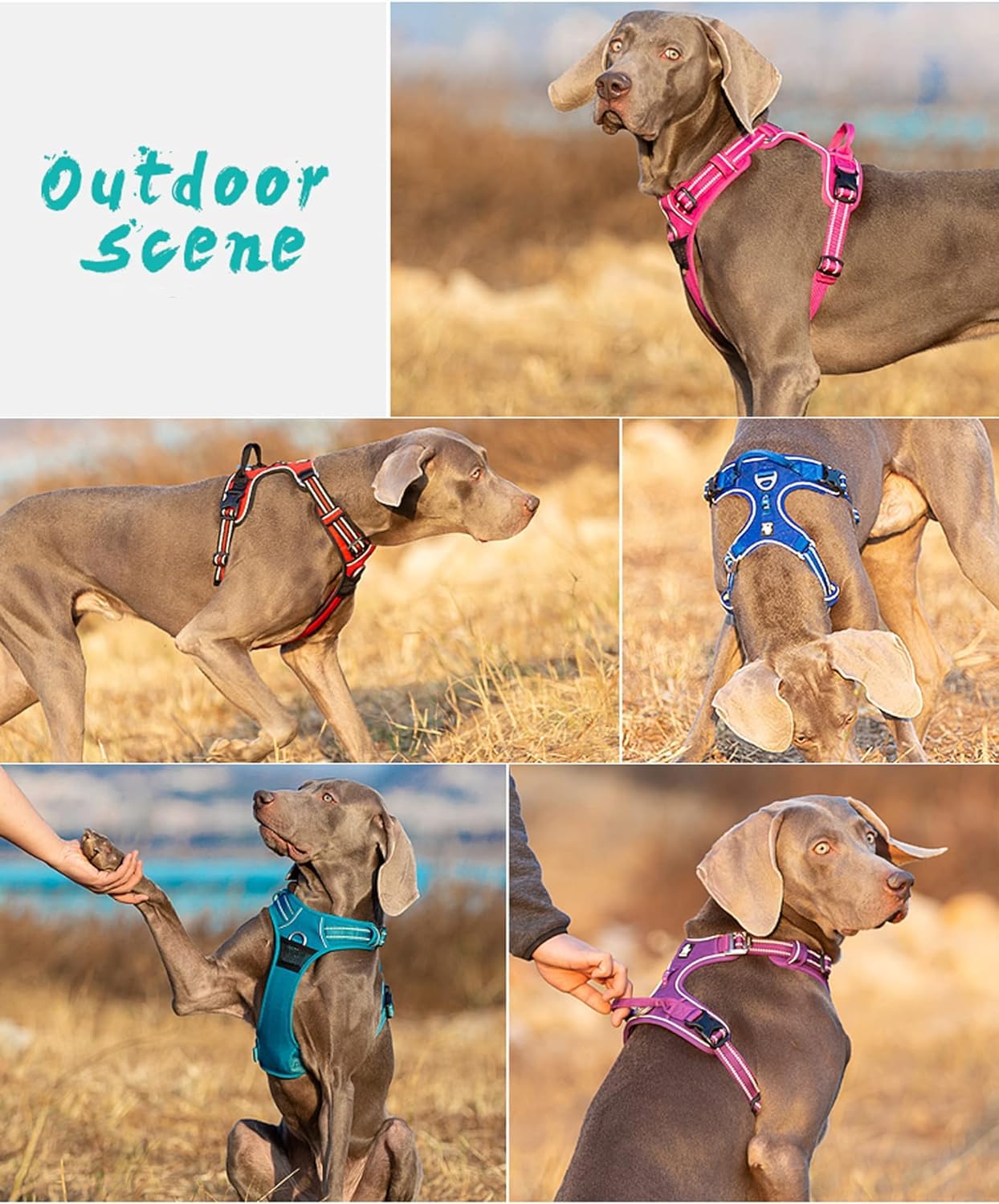 WINHYEPET No Pull Dog Harness - Reflective Adjustable Soft Mesh Vest for Small, Medium & Large Dogs - Padded Comfort for Running, Walking & Easy Control (Brown, Small) - Perfect for Outdoor Adventures, Daily Walks & Training Sessions