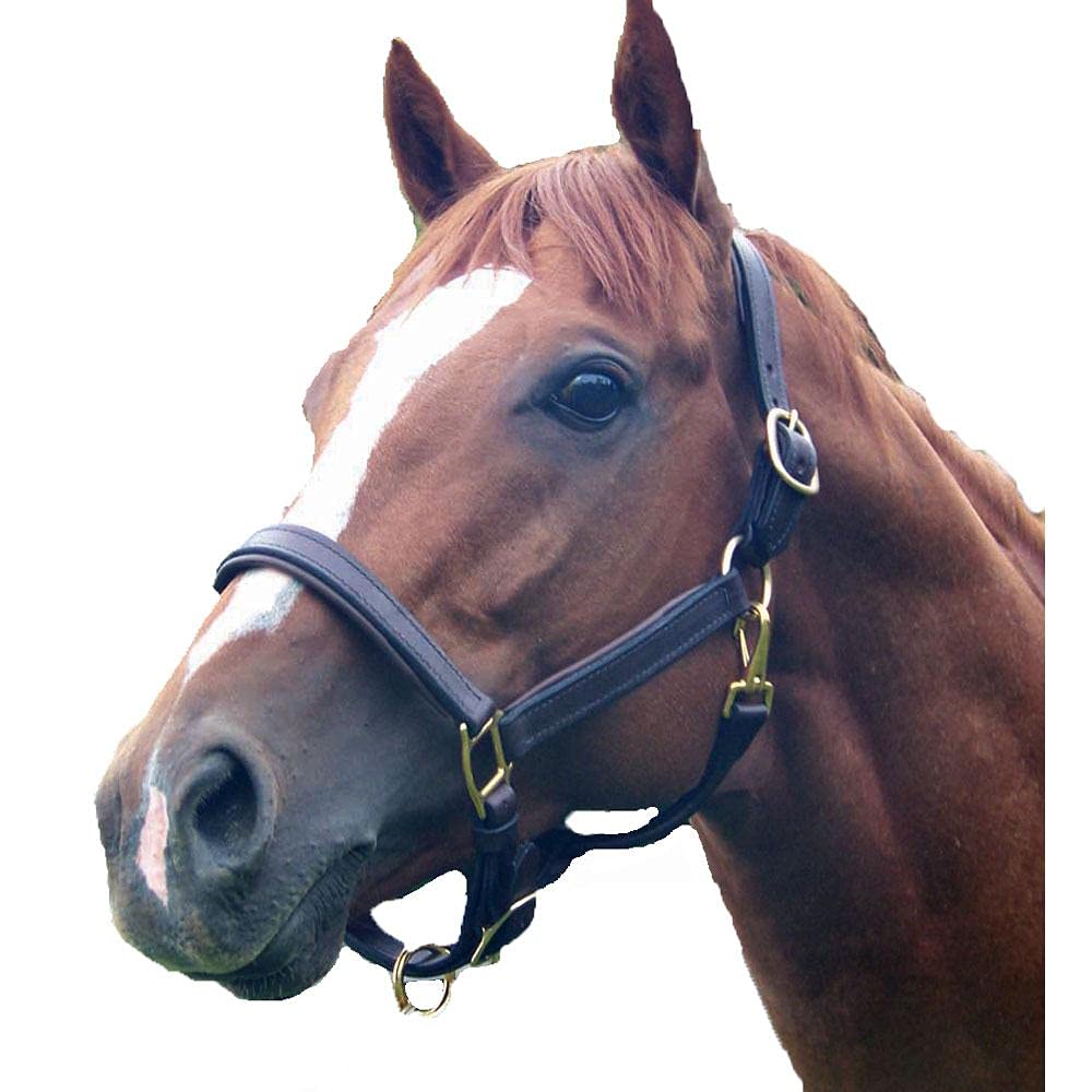 Intrepid International Pro-Trainer Padded Horse Halter - Oversized Brown Leather Training Halter for Horses - Perfect for Riding, Training & Show Competitions