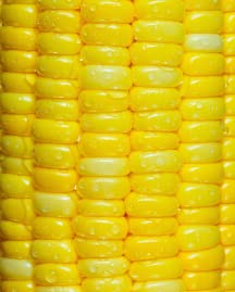 Golden Corn