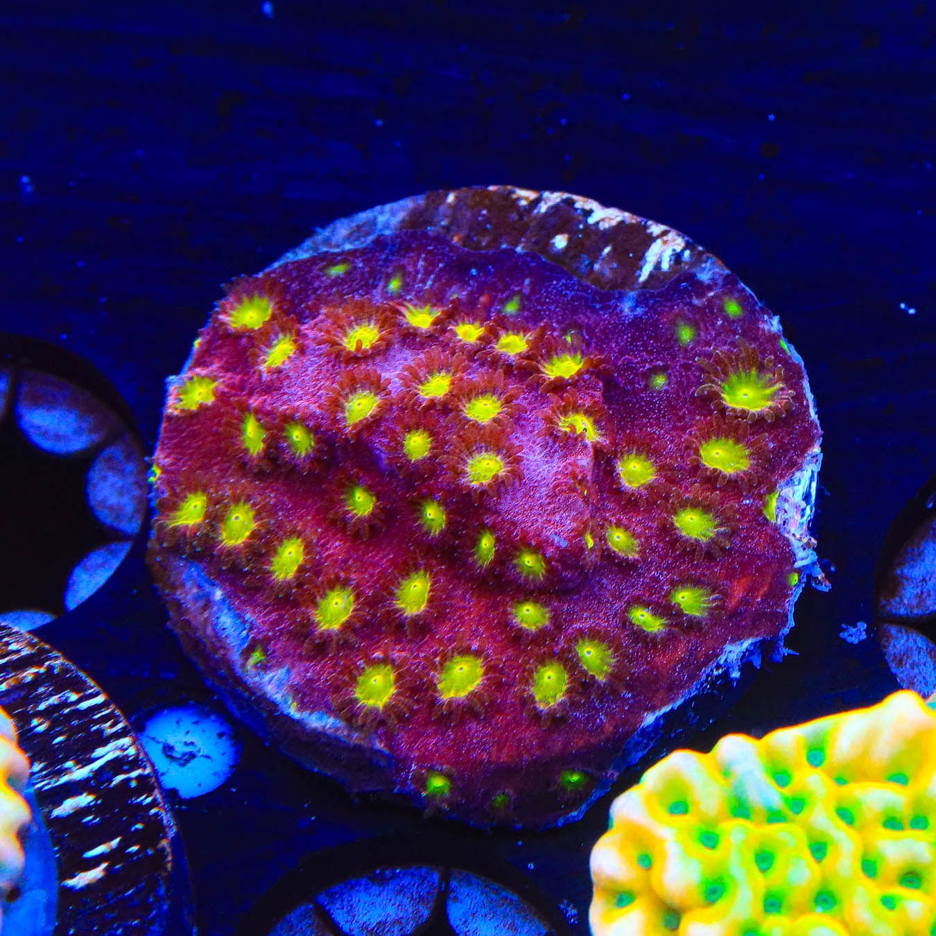 Premium CB Bling Bling Cyphastrea Coral for Saltwater Aquariums - Vibrant Live Coral for Reef Tanks, Nano Tanks & Marine Displays - Perfect for Coral Lovers & Aquascaping Enthusiasts
