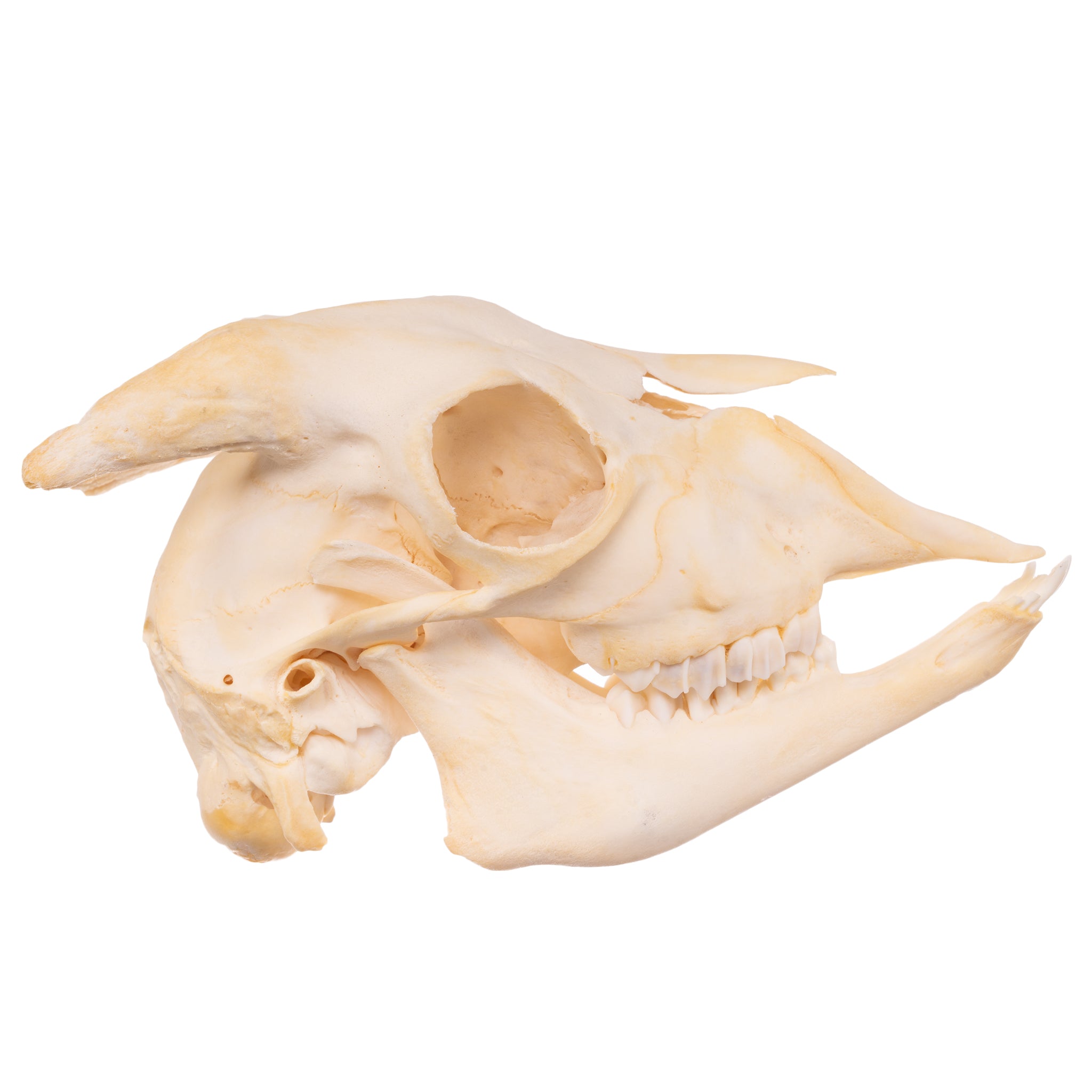 Authentic Domestic Goat Skull - Natural Adolescent Size for Home Decor, Gothic Display, Halloween Props & Witchcraft Altar Supplies