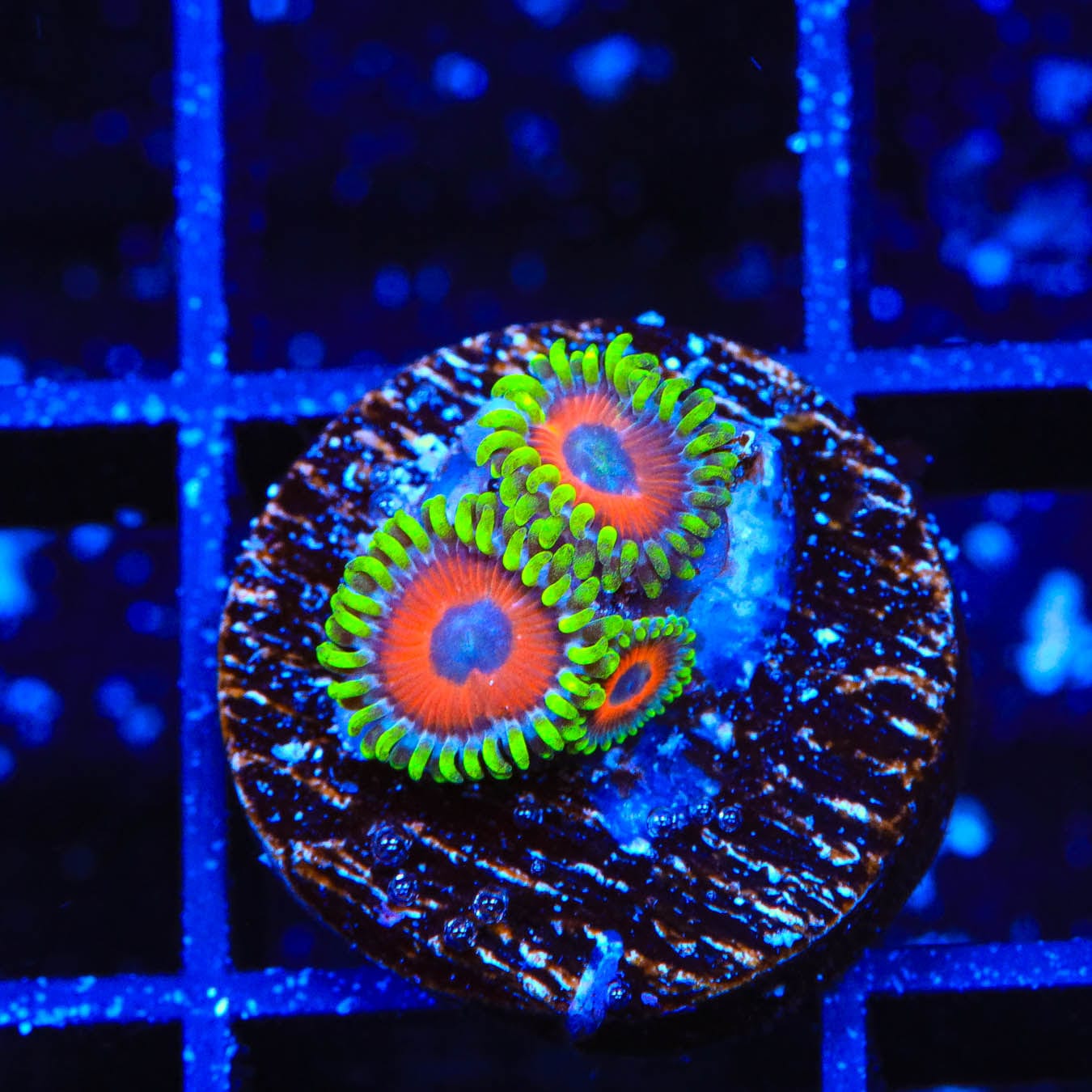 Premium ECC Eagle Eye Zoanthids Coral for Saltwater Aquariums - Vibrant Color & Fast Growth - Perfect for Reef Tanks & Marine Displays
