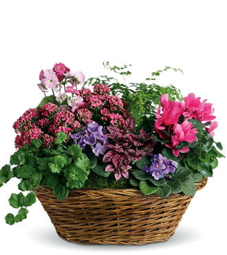 Simply Chic Mixed Plant Basket - Decorative Woven Planter for Indoor & Outdoor Plants - Perfect for Home, Office, and Garden Decor
