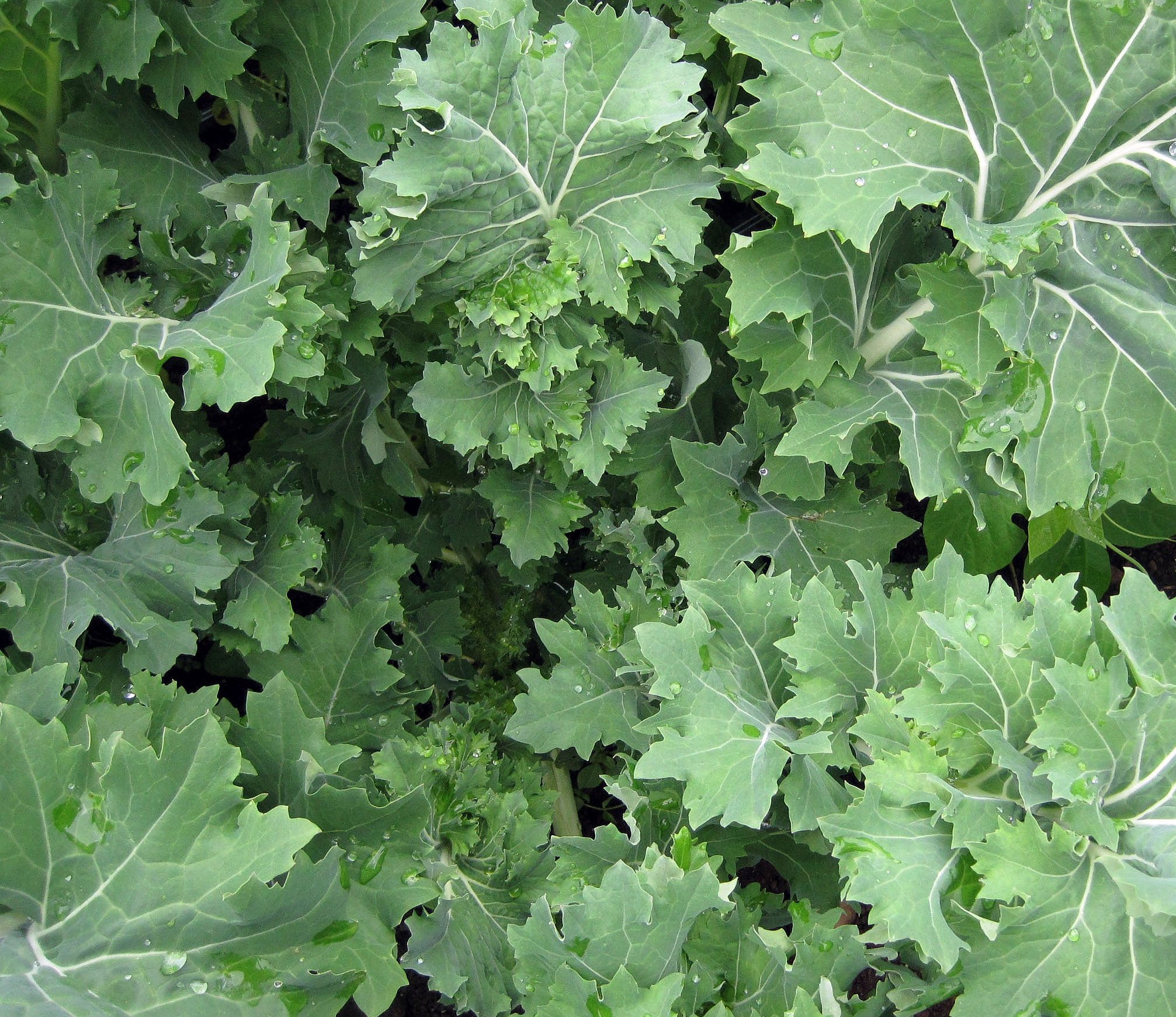 Premium Kale Seed Assortment - 500 Red Kale Seeds, 400 Black Kale Seeds & 500 Siberian Kale Seeds for Organic Gardening, Homegrown Vegetables & Healthy Salads