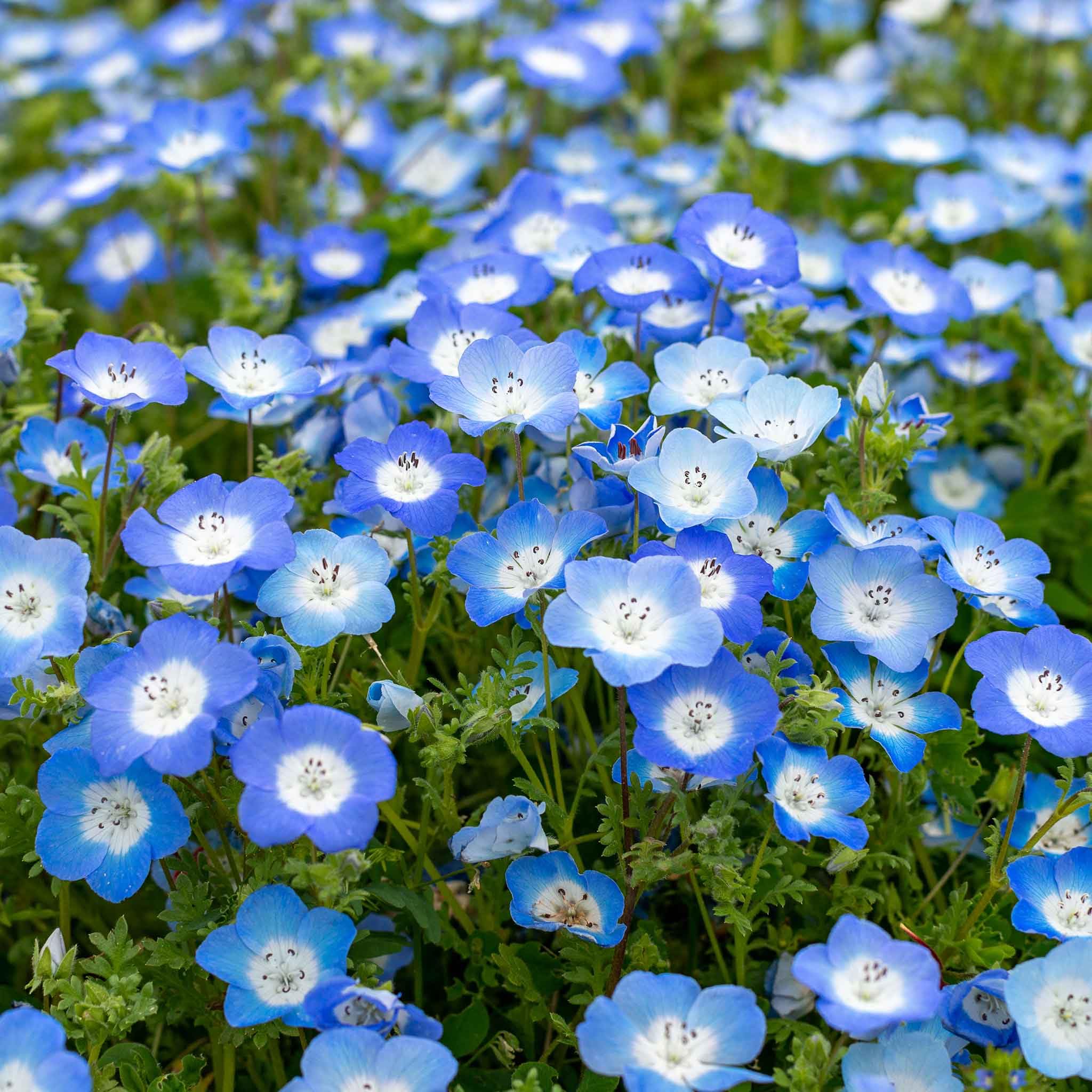 Eden Brothers Baby Blue Eyes Flower Seeds - Non-GMO, Heirloom Seeds for Home Garden, Landscaping & DIY Bouquets