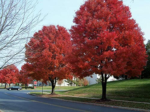 20 Pcs American Red Maple Tree Seeds - Rare, Easy to Grow for Home Garden Planting | Perfect for Landscaping, Shade Trees & Fall Foliage