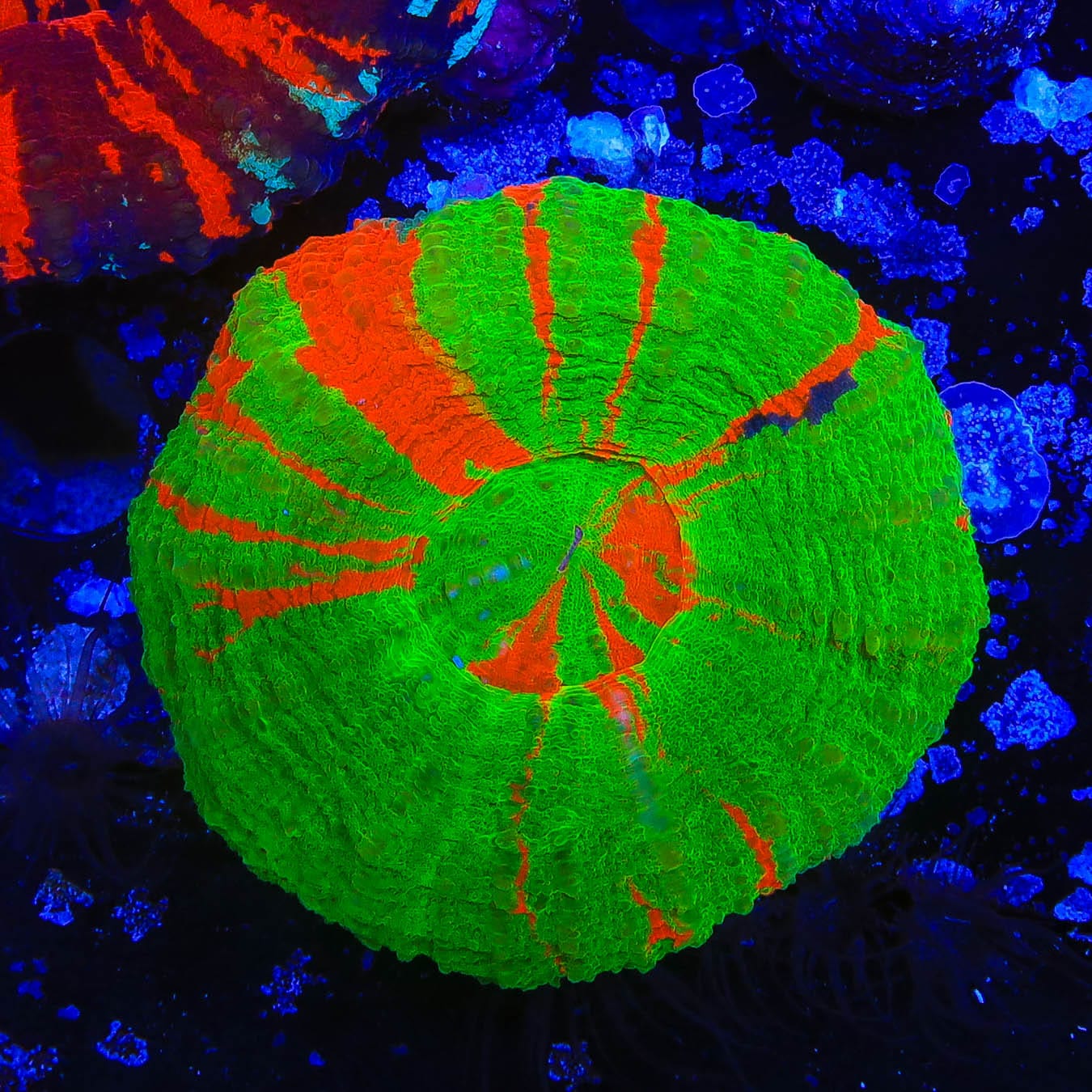 Premium Bleeding Apple Scolymia Coral - Vibrant Blue Coral for Saltwater Aquariums & Reef Tanks | Perfect for Coral Frags, Marine Displays, and Aquatic Decor