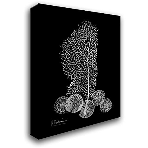 Albert Koetsier 18x24 Gallery Wrapped Canvas Art - Sea Fan and Sand Dollar on Black Painting | Coastal Beach Wall Decor for Living Room, Bedroom & Office