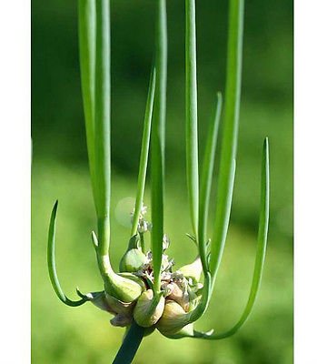 Egyptian Tree Onions (Top Setting Onions) - Allium Proliferum - Easy to Grow Perennial Vegetable - 6 Bulbils for Planting - Perfect for Home Gardens, Urban Farming & Sustainable Landscaping