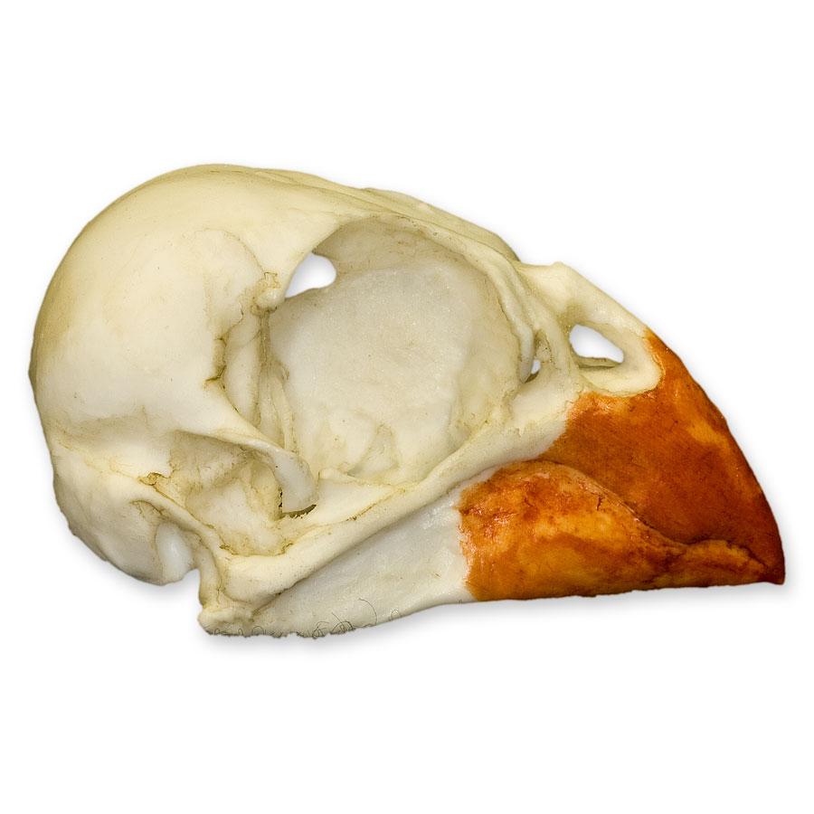 Authentic Replica Northern Cardinal Skull - Handcrafted Bird Skull Model for Home Decor, Gothic Display & Taxidermy Collection - Perfect for Halloween, Dark Academia & Nature Lovers
