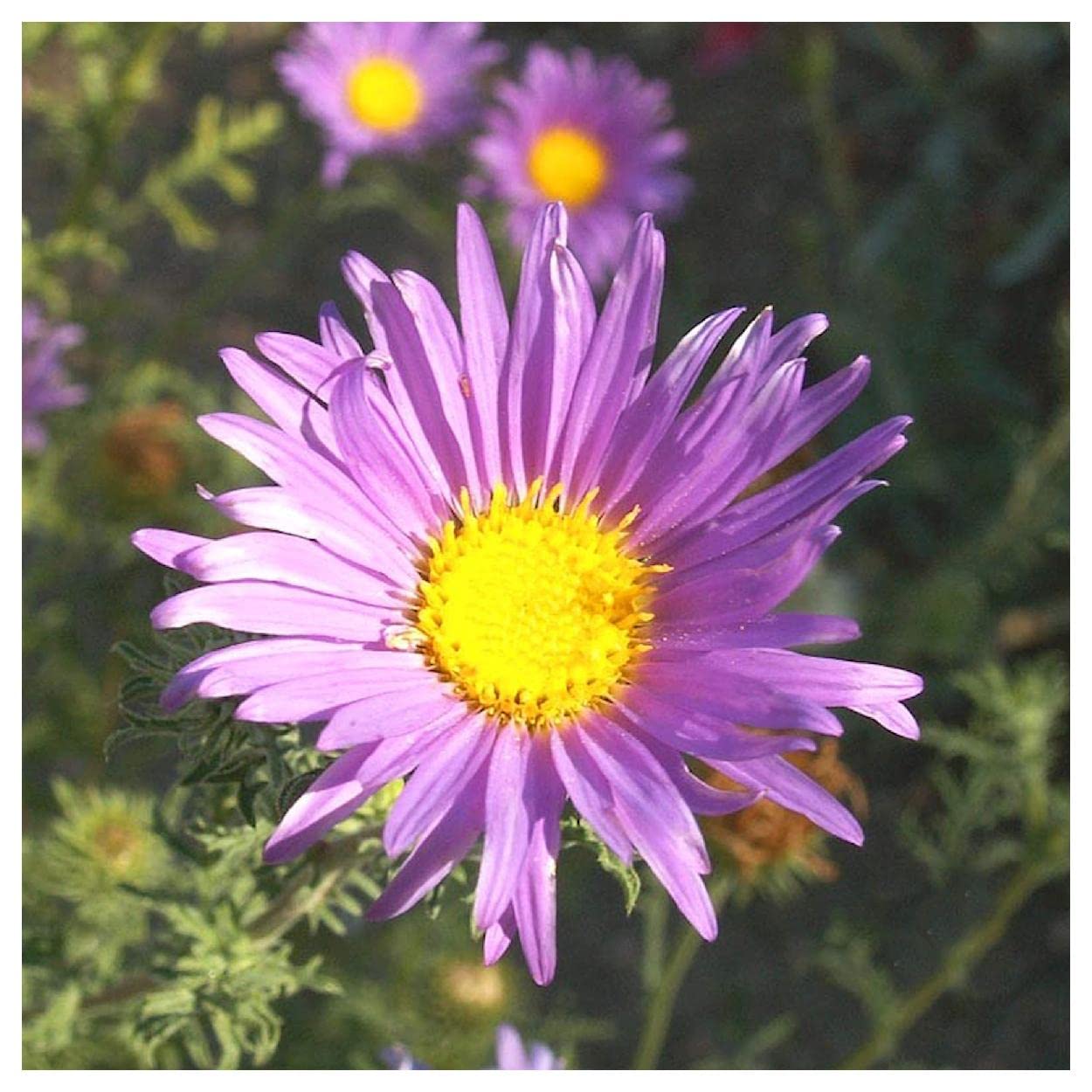 Everwilde Farms 1000 Prairie Aster Native Wildflower Seeds - Gold Vault Jumbo Seed Packet for Garden Planting & Landscaping