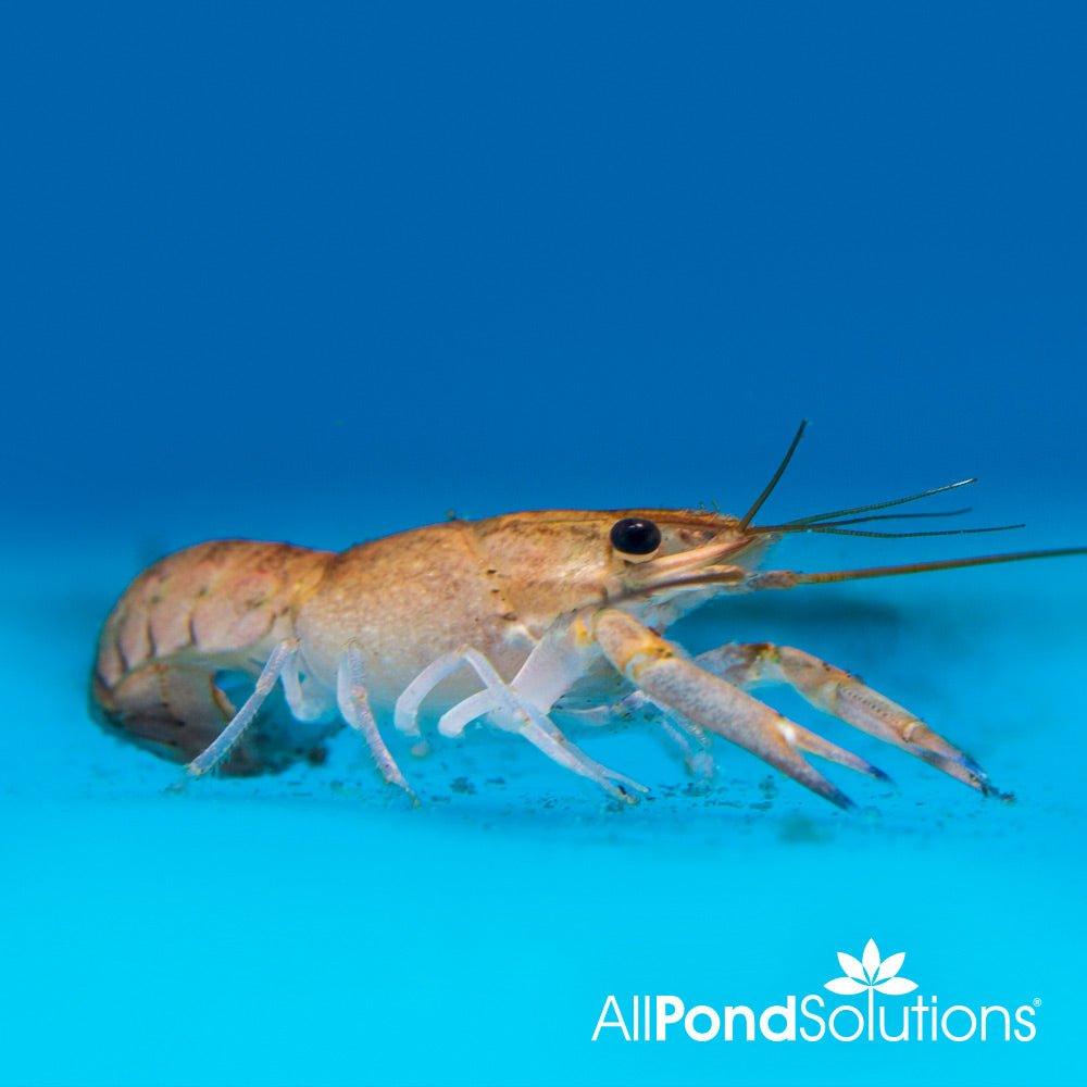 Blue Lobster (Cherax Quadricarinatus) - Freshwater Aquarium Lobster for Fish Tanks, Ponds & Aquatic Habitats | Perfect for Home Aquariums & Aquatic Displays