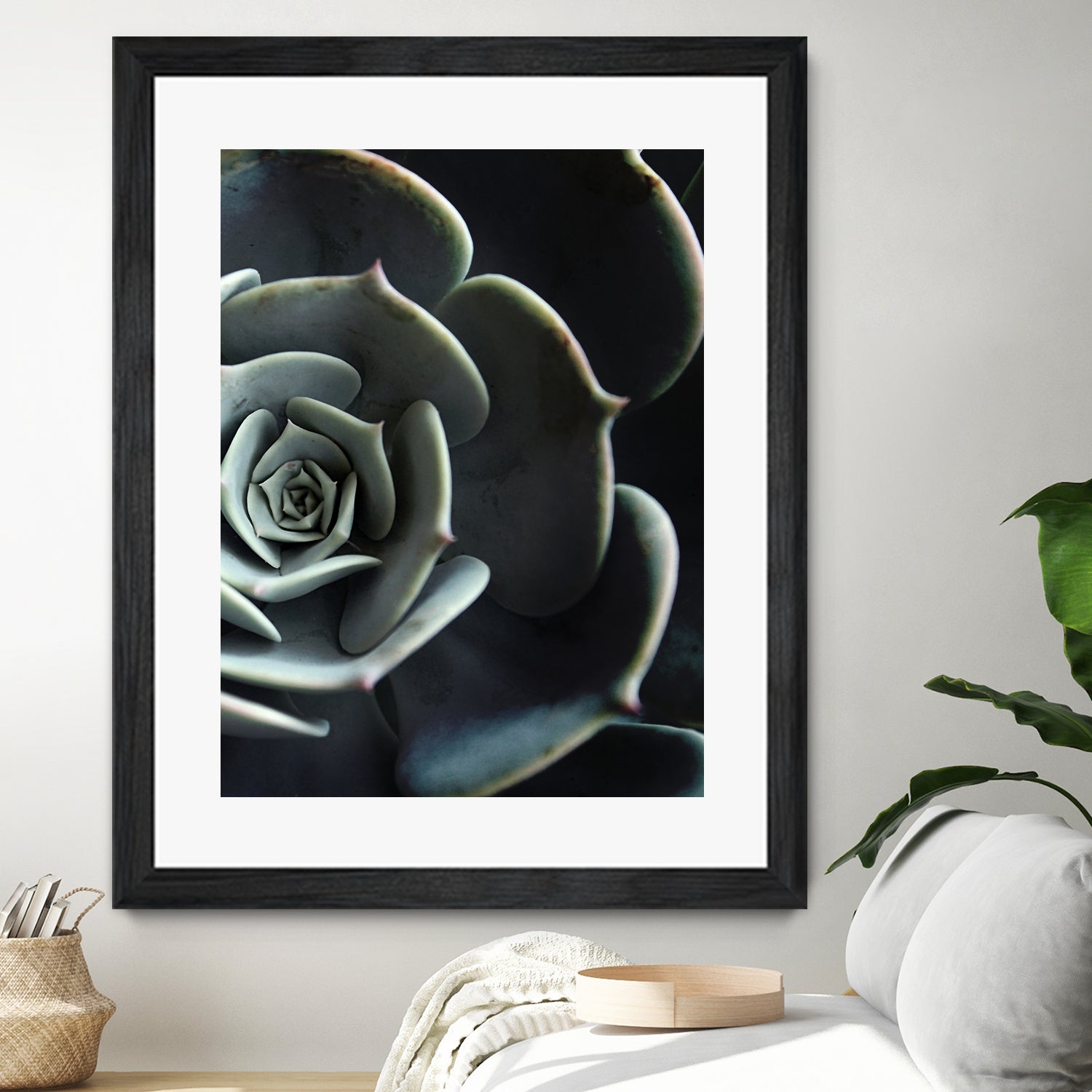 DARKSIDE OF SUCCULENTS XVI B - Unique Dark-Themed Succulent Collection for Home Decor, Office Plants & Gothic Garden Design