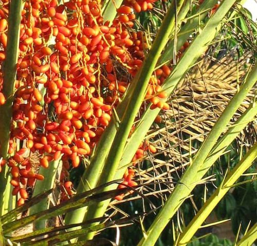 Phoenix sylvestris Silver Date Palm - Exotic Rare Palm Tree Seeds (50 Seeds) for Landscaping, Garden Decor, and Tropical Plant Collections