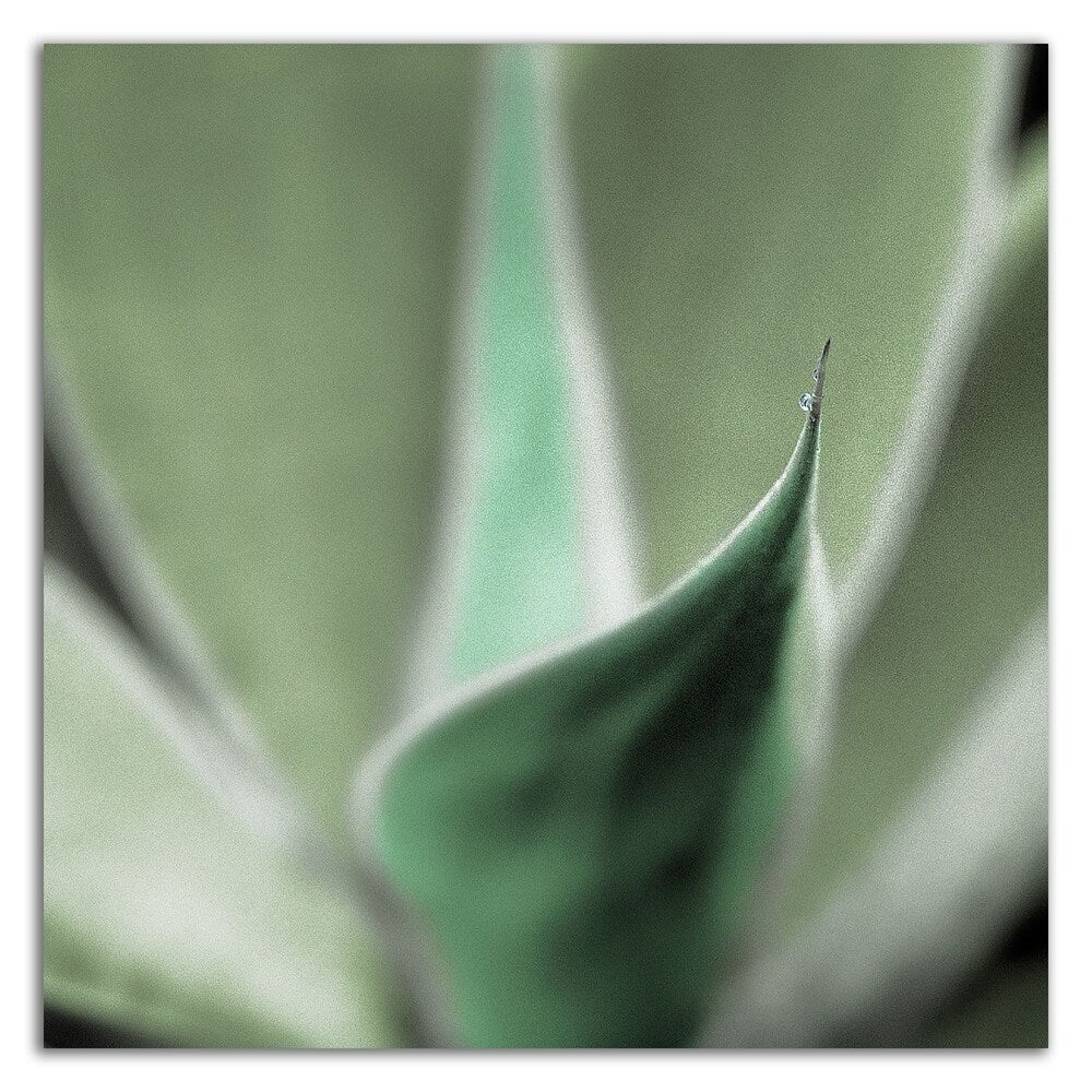 Agave 5 by Alan Blaustein - Premium Canvas Wall Art Print - Ready to Hang - Modern Home & Office Decor - Perfect for Living Room, Bedroom or Office