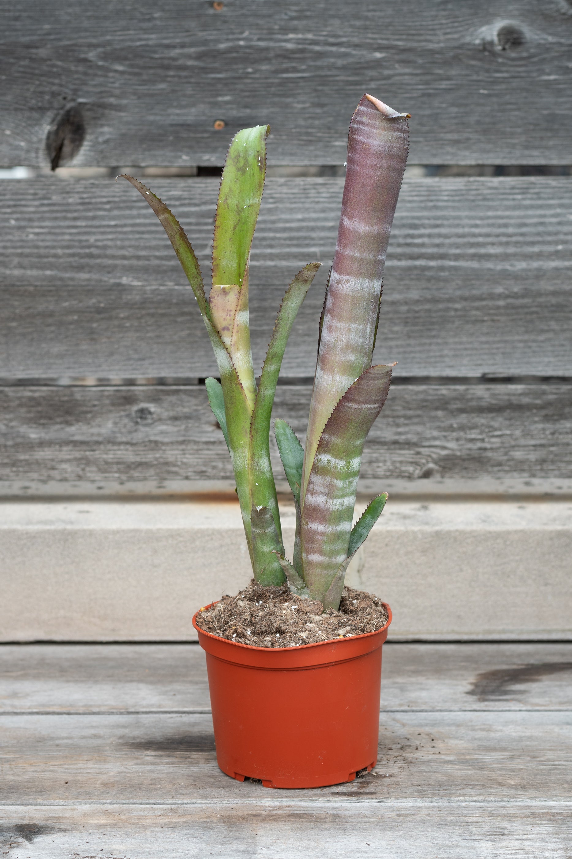 Billbergia 'Ralph Graham French' Bromeliad Plant - 6