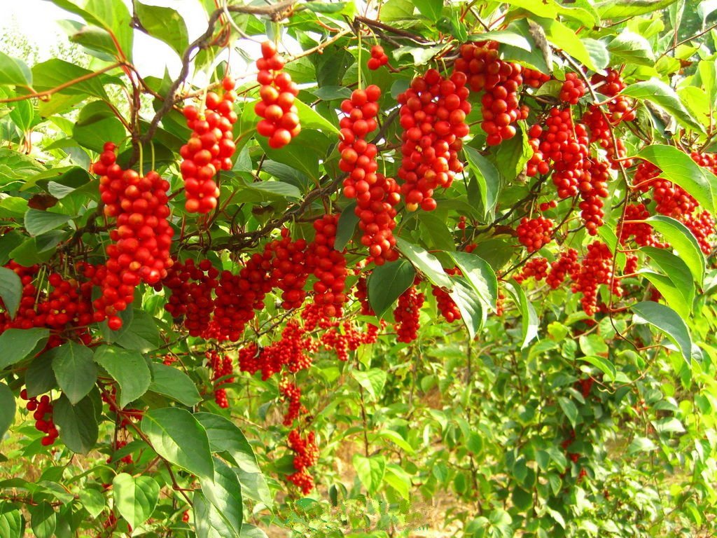 Organic Schisandra Vine Live Plant - 2 Years Old | Hardy Medicinal Herb for Home Garden, Tea & Wellness