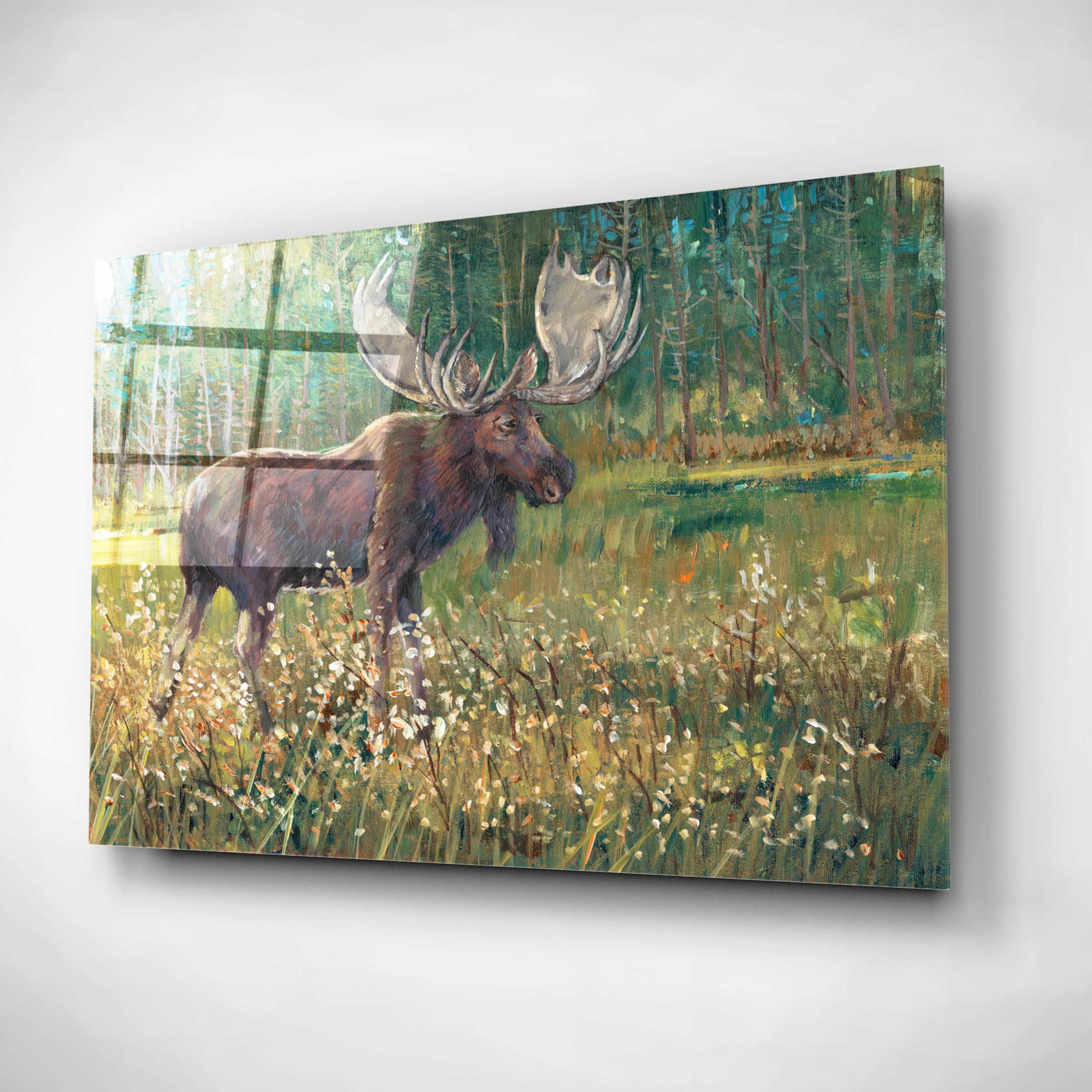 Tim O'Toole 'Moose in the Field' Acrylic Glass Wall Art - 24x16 Inches Modern Wildlife Painting for Living Room, Office & Cabin Decor