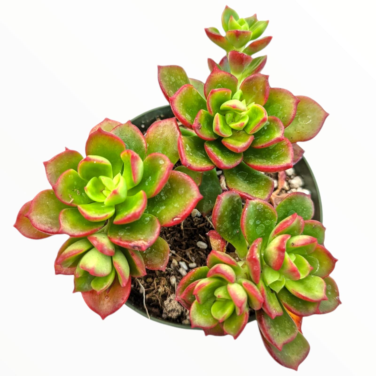 Echeveria Multicaulis 'Copper Rose' Succulent Plant - 2 Inch Live Succulent for Home Decor, Office Desk, Garden Arrangement, and Gift Giving