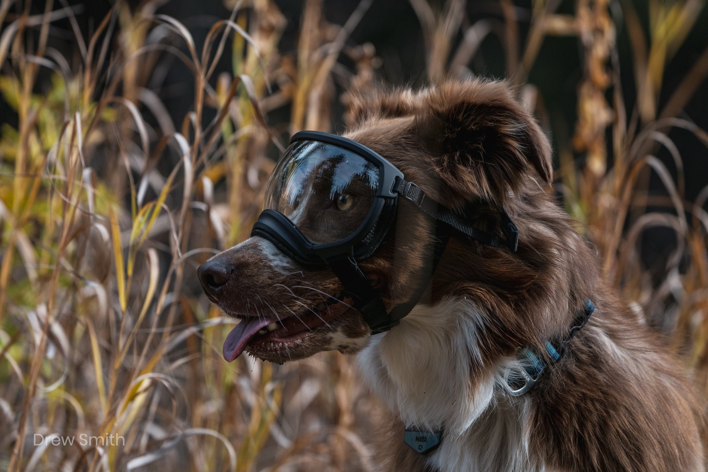 Rex Specs V2 Dog Goggles - Protective Eyewear for Medium Dogs 9-18 kg (18-40 lbs) - Perfect for Hiking, Running & Outdoor Adventures