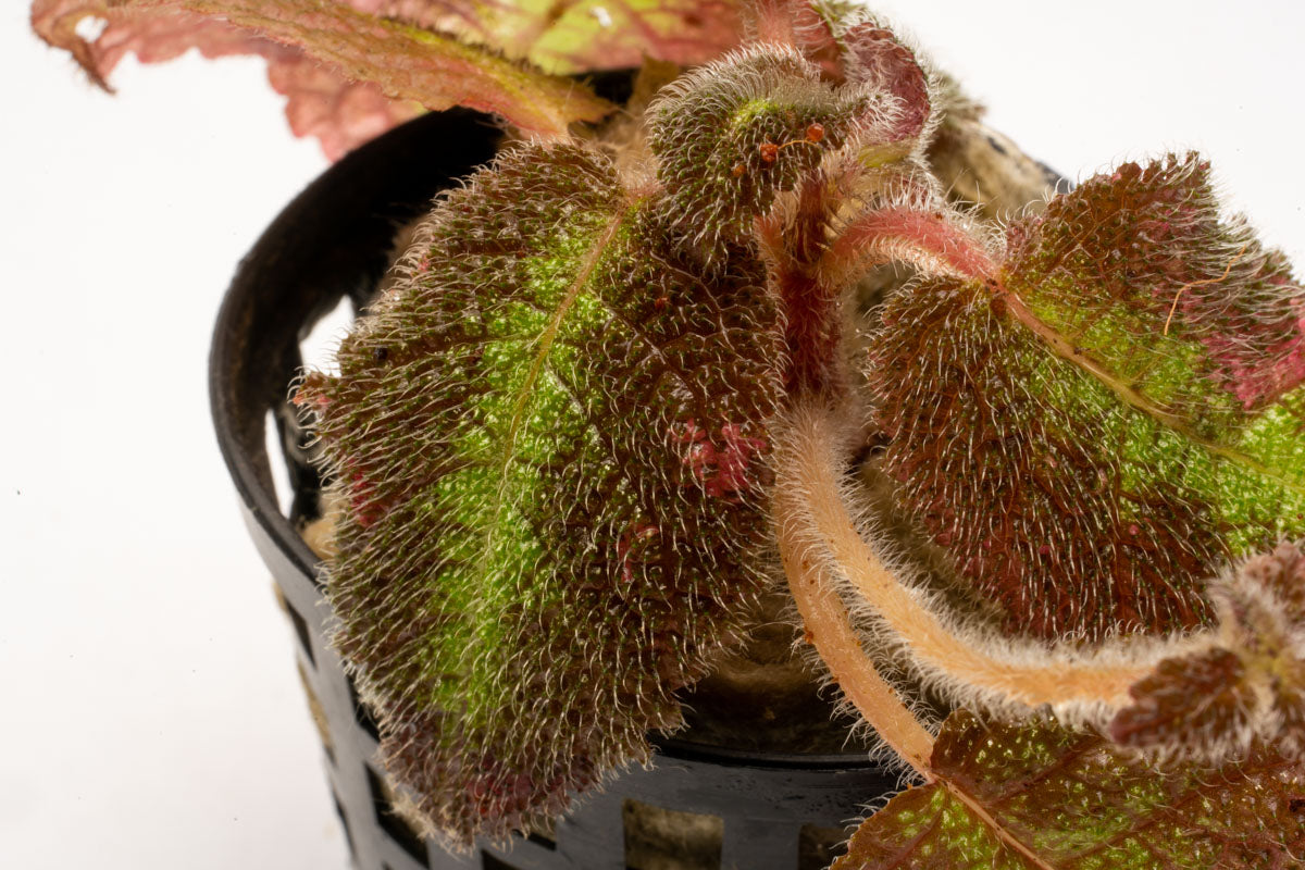 Episcia Emerald Velvet Plant - Live Houseplant for Indoor Decor, Low Light & Shade Gardens - Perfect for Home, Office, or Gift Giving