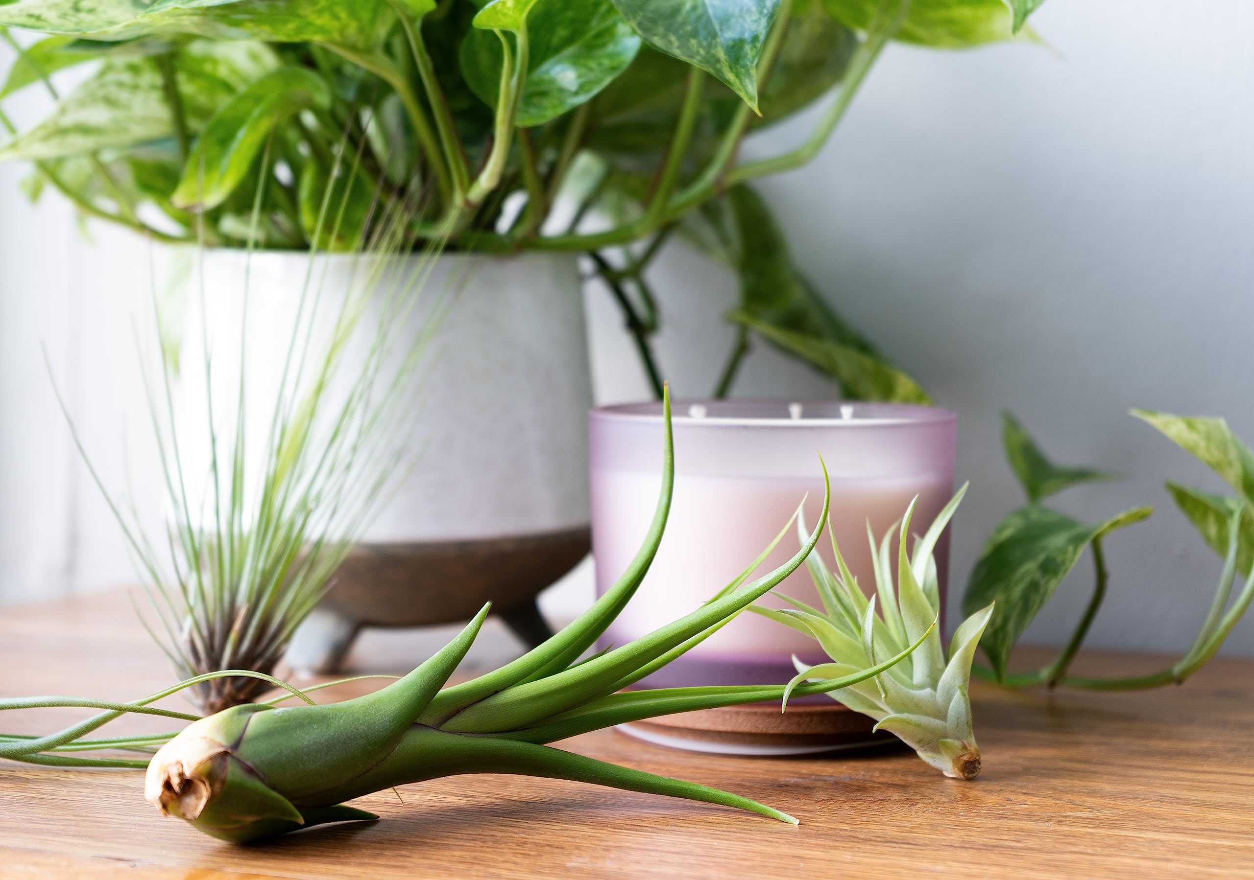 50 Pack Live Tillandsia Air Plants - Bulk Indoor Plants for DIY Terrarium Kit, Wedding & Party Favors, Unique Gifts for Plant Lovers | Perfect for Home Decor, Office Plants & Succulent Displays