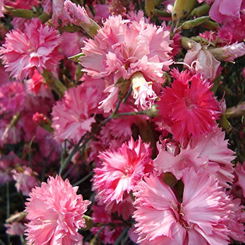 Outsidepride 2000 Seeds Perennial Dianthus Rose Carnation Flower Seeds for Planting - Beautiful Garden Flowers for Landscaping, Borders & Cut Flower Arrangements